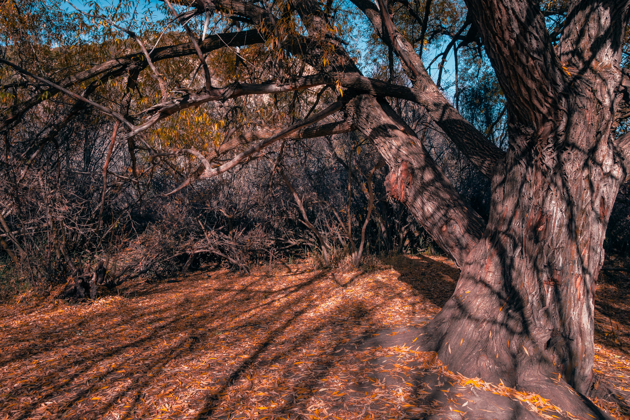 Autumn leaves cover the ground under a tree at Cherry Springs Nature Area near Pocatello, Idaho.