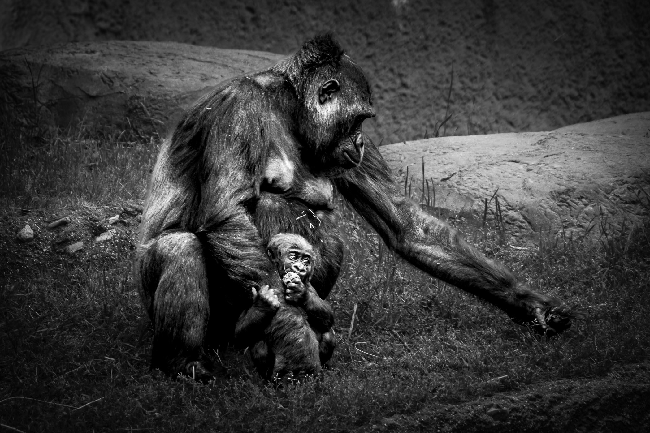 A mother gorilla and her young son at the Fort Worth Zoo, Texas.