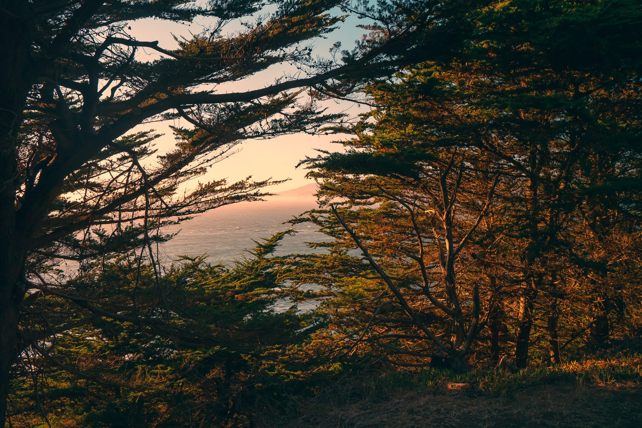 Trees overlook the Pacific Ocean along the California Coastal Trail near Lands End.