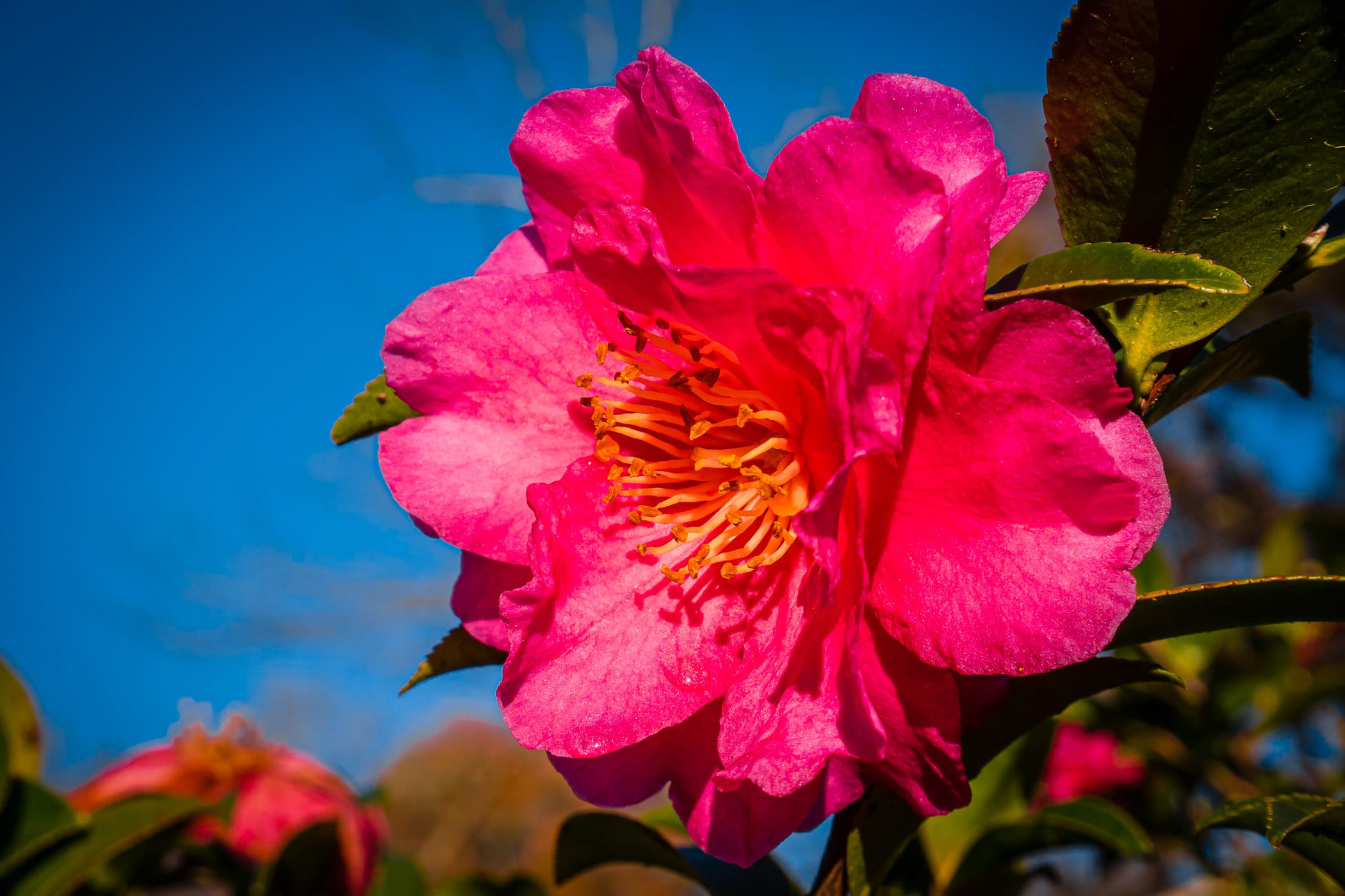 A pink flower grows in a Tyler, Texas, garden.