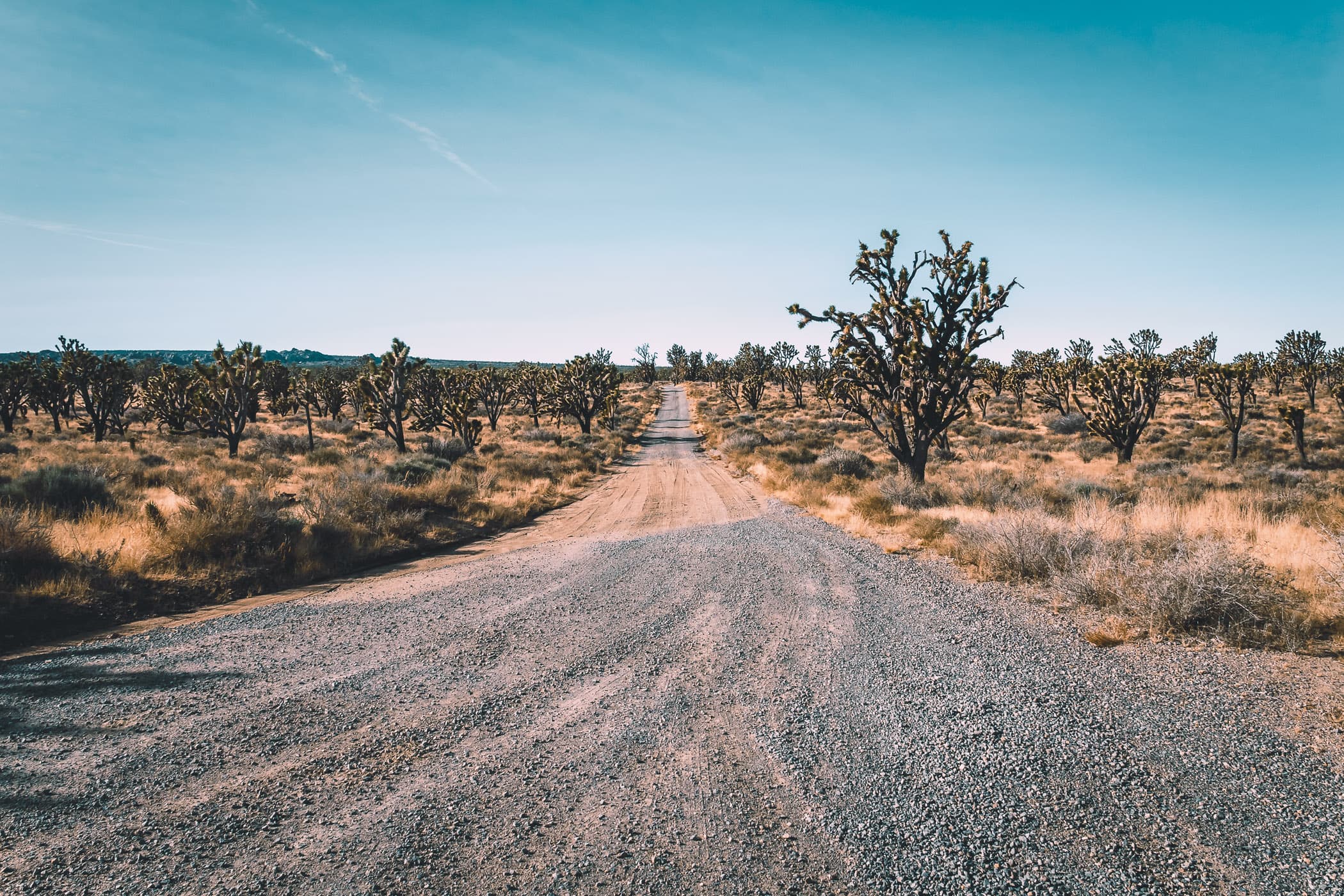 A gravel road leads into the distance through an endless sea of Joshua trees at the Mojave National Preserve, California.