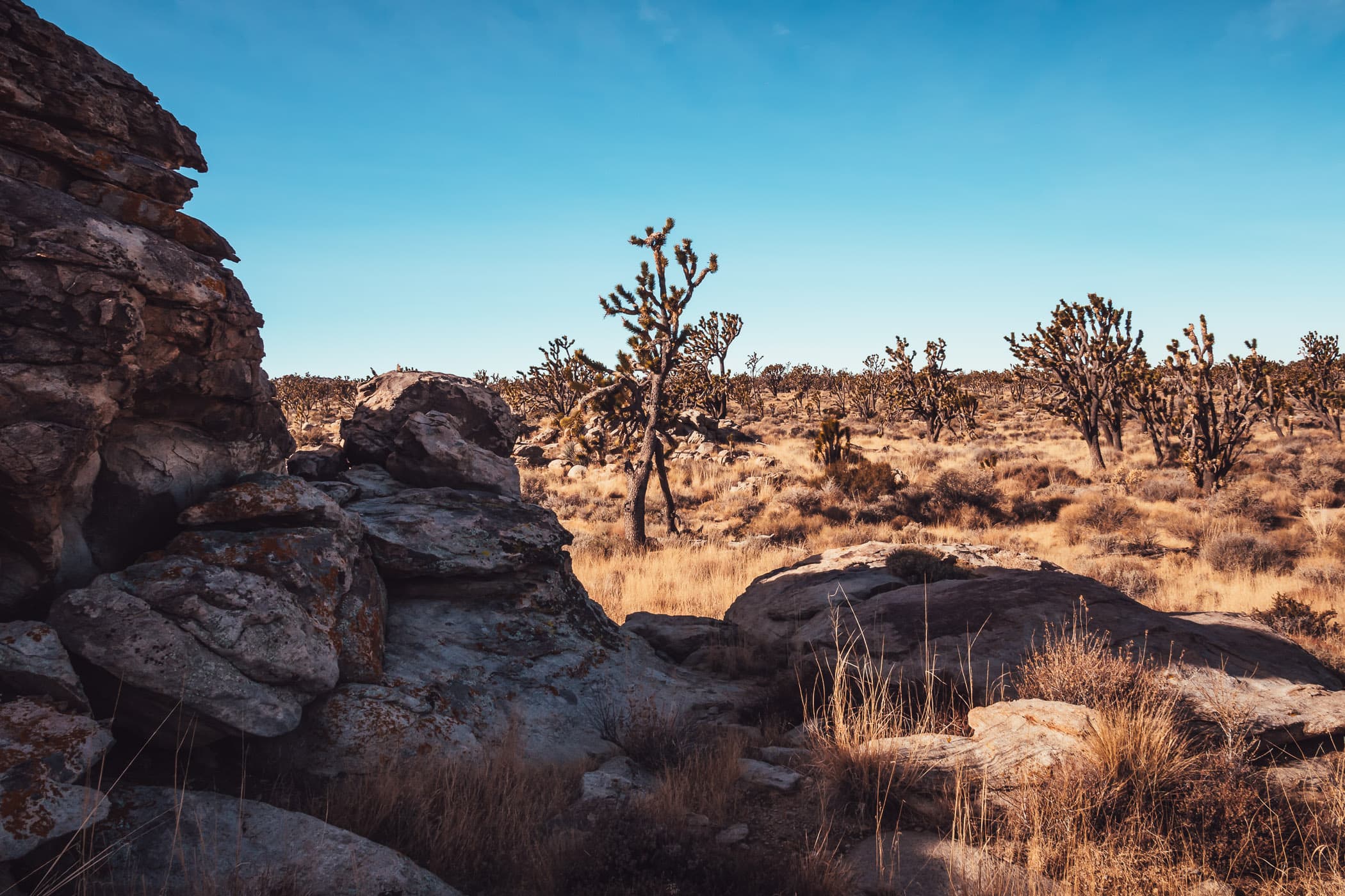 Joshua trees grow among ancient rocks at California's Mojave National Preserve.