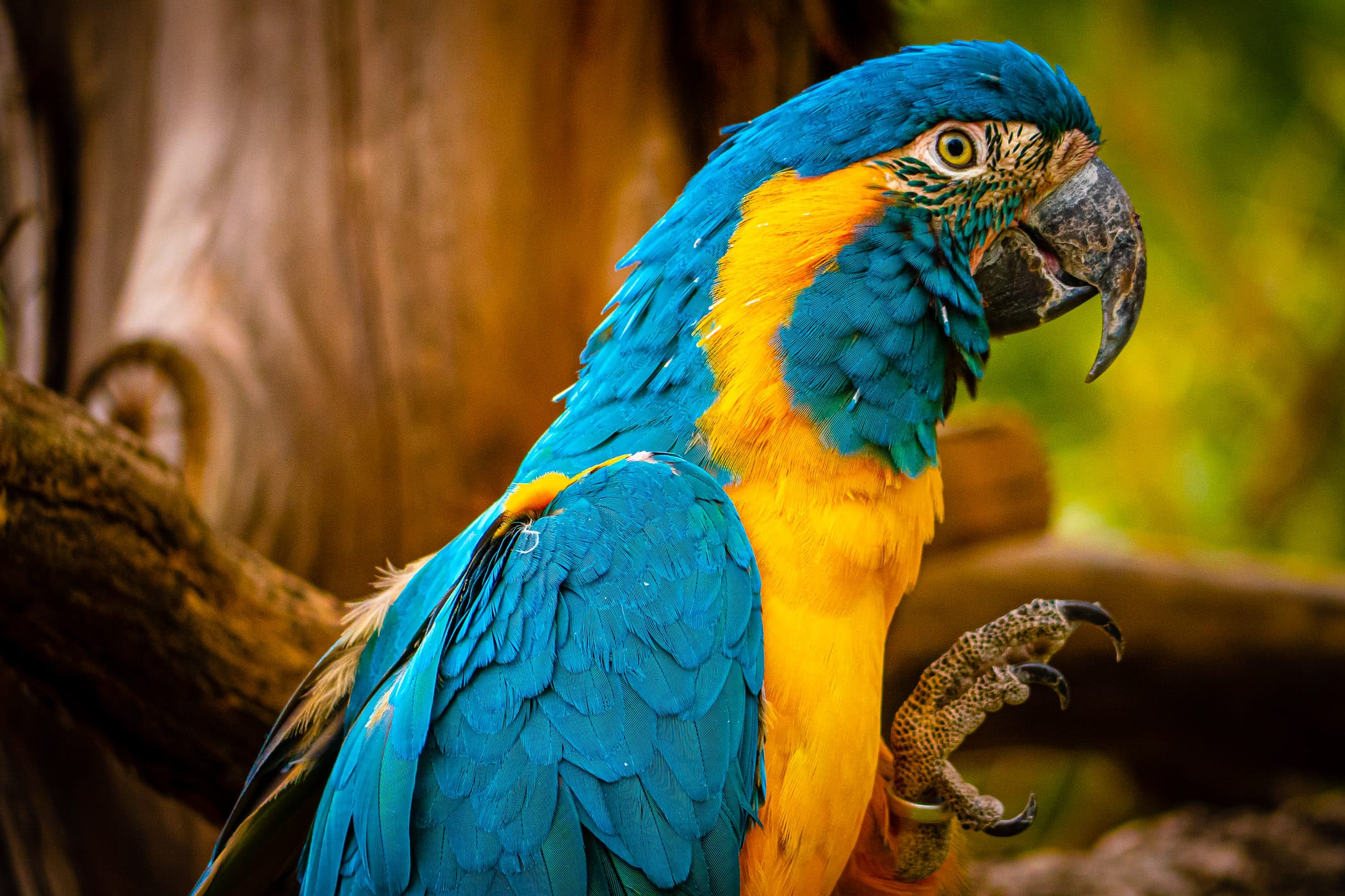 A blue-and-gold macaw at the Fort Worth Zoo shows off his talons.