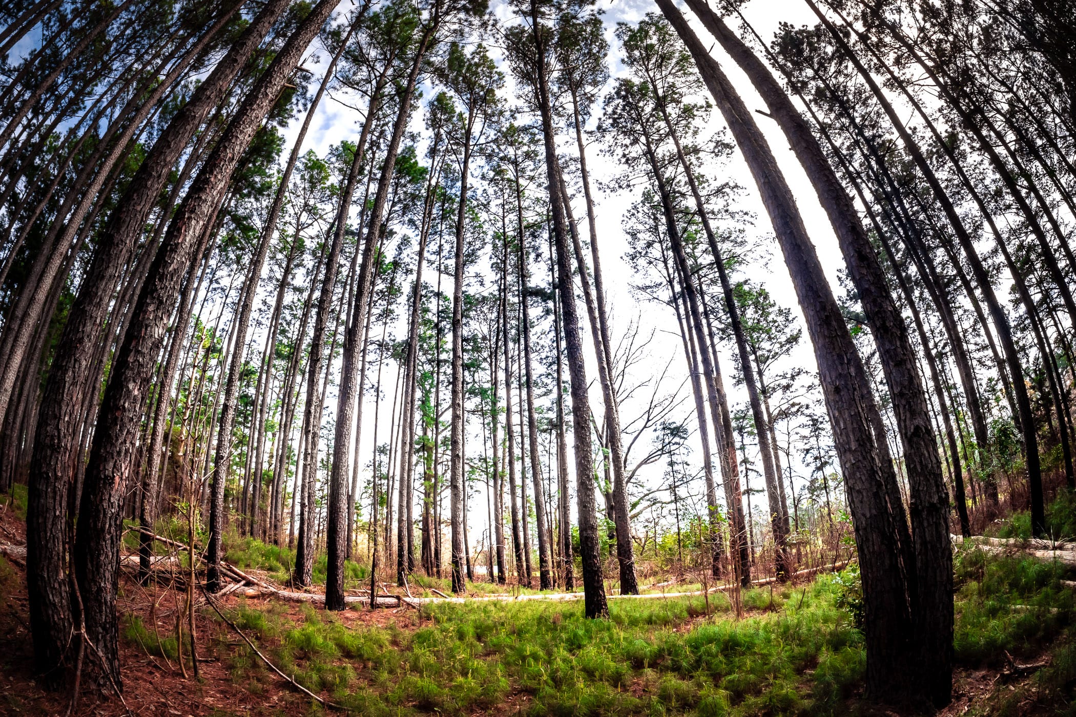 Pine trees reach into the sky at Tyler State Park, Texas.