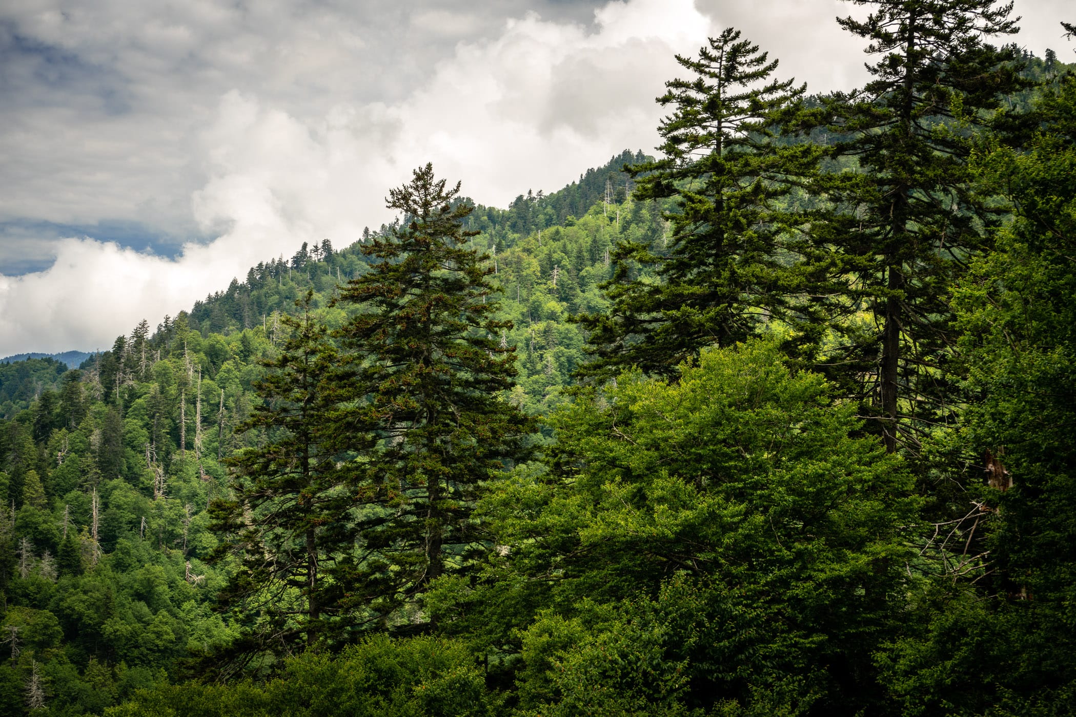 Trees grown on a mountainside in Tennessee's Great Smoky Mountains National Park.