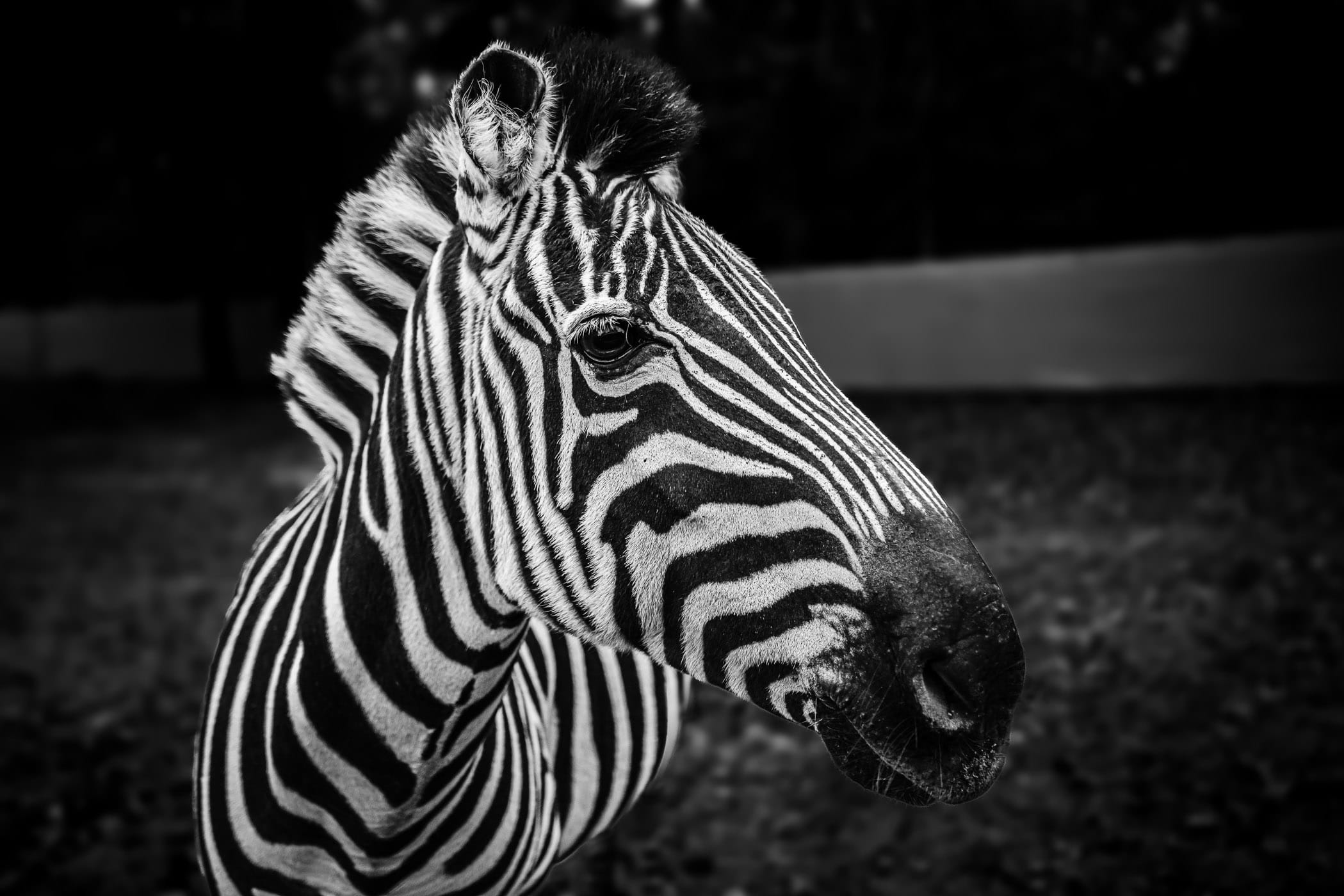 A zebra spotted at Cherokee Trace Drive-Thru Safari near Jacksonville, Texas.