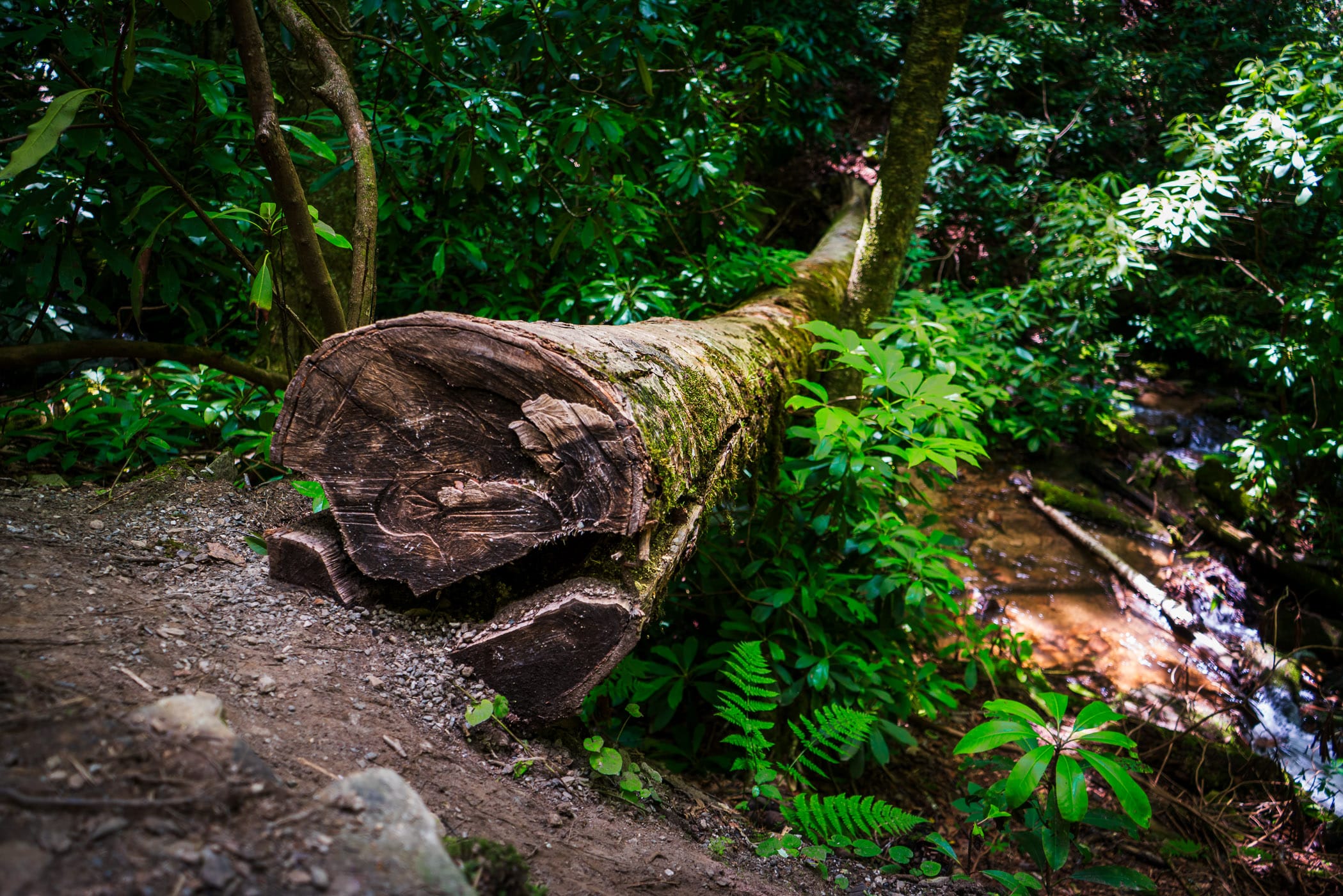 A fallen tree in the forest near Cherokee, North Carolina.