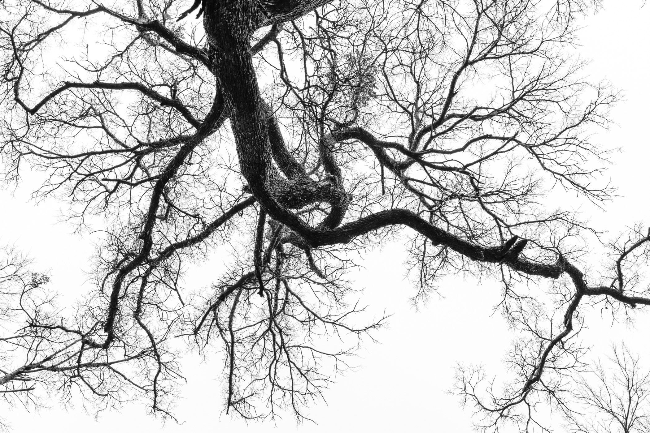 A tree and its branches reach into the sky at the Lewisville Lake Environmental Learning Area, Texas. A tree and its branches reach into the sky at the Lewisville Lake Environmental Learning Area, Texas.