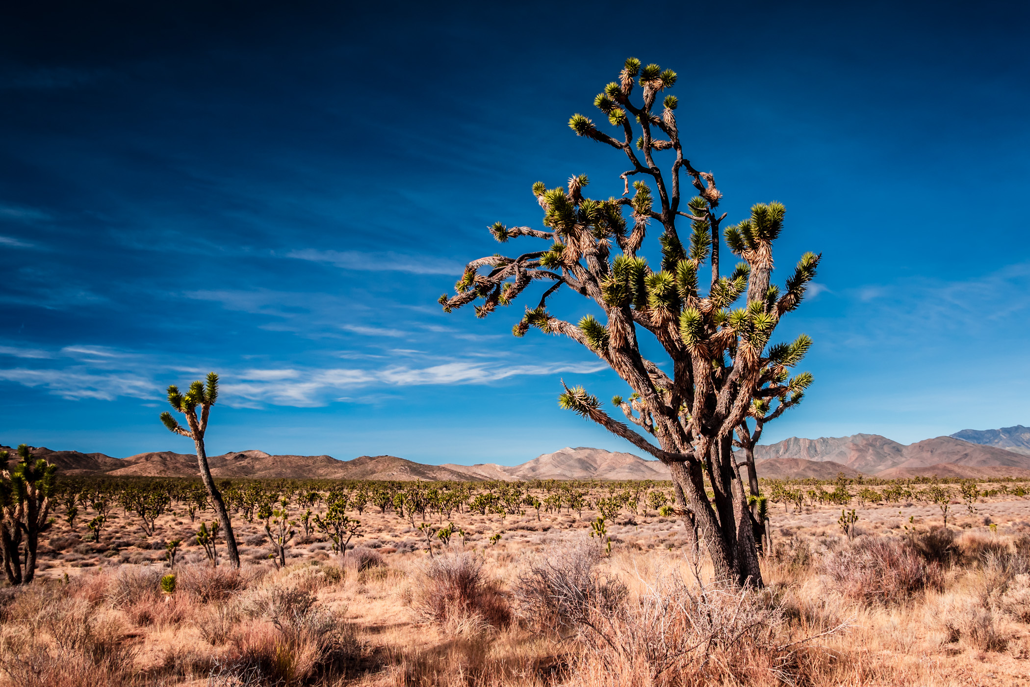 Joshua trees rise from the desert at California's Mojave National Preserve.