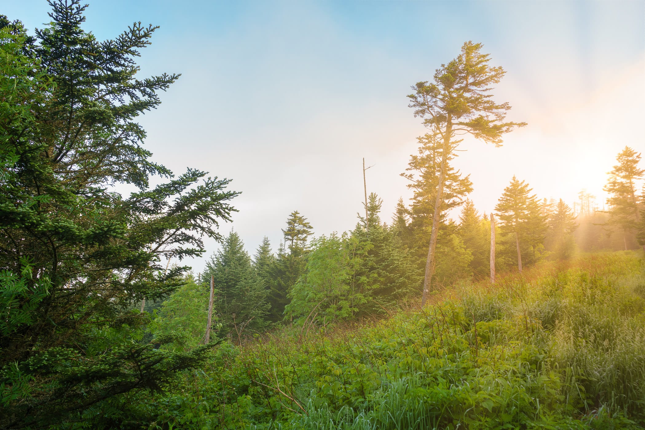 The sun rises on the slopes of Clingmans Dome in the Great Smoky Mountains National Park, Tennessee.