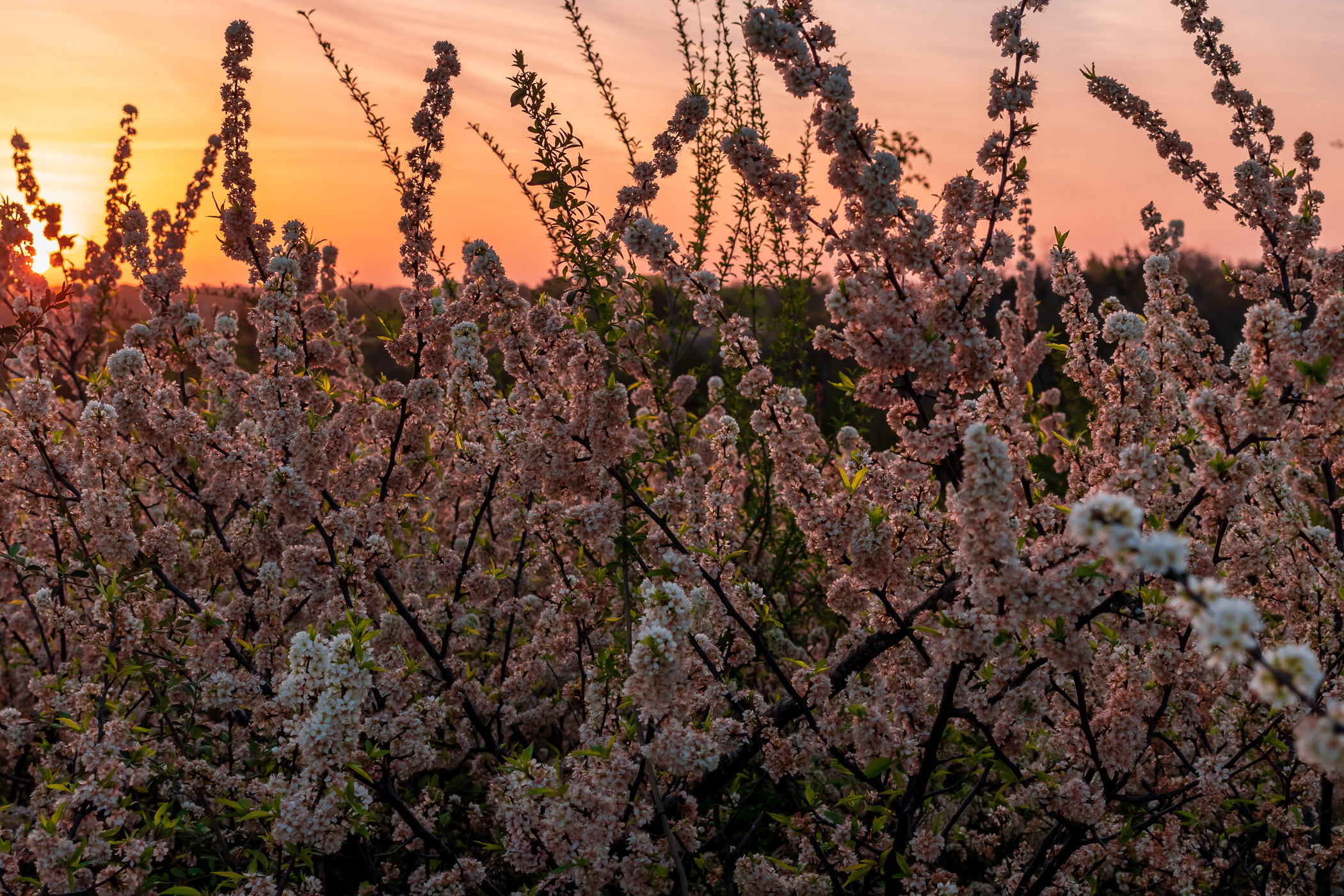 The sun rises on the Tandy Hills Natural Area, Fort Worth, Texas.