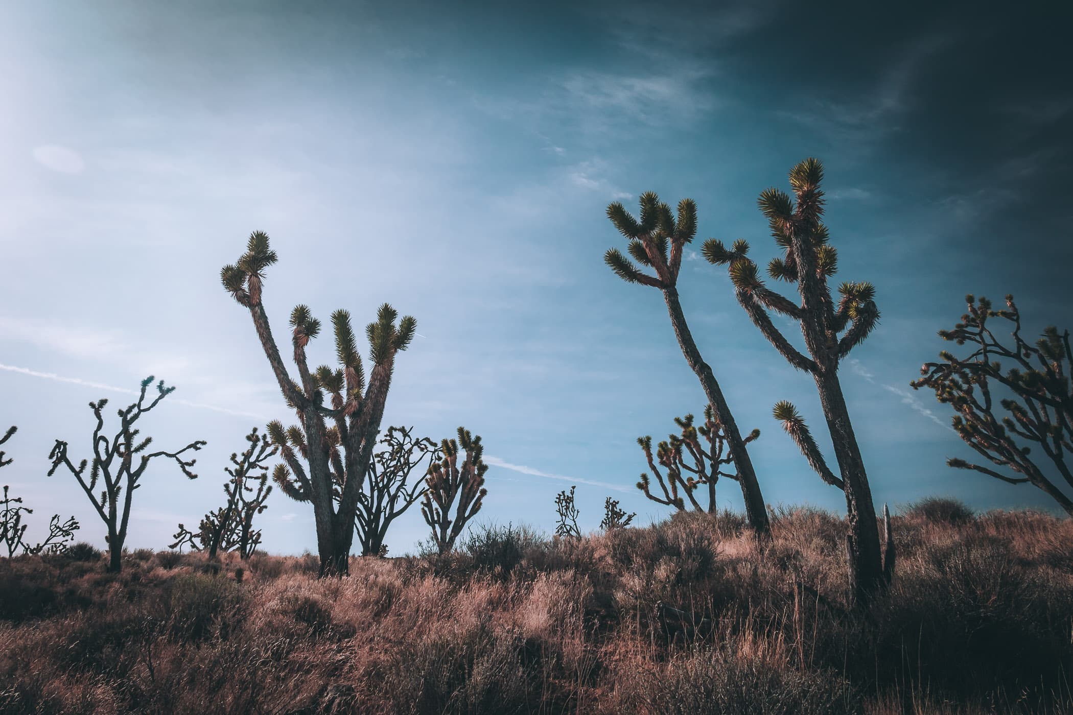Joshua trees grow in the arid landscape of California's Mojave National Preserve.