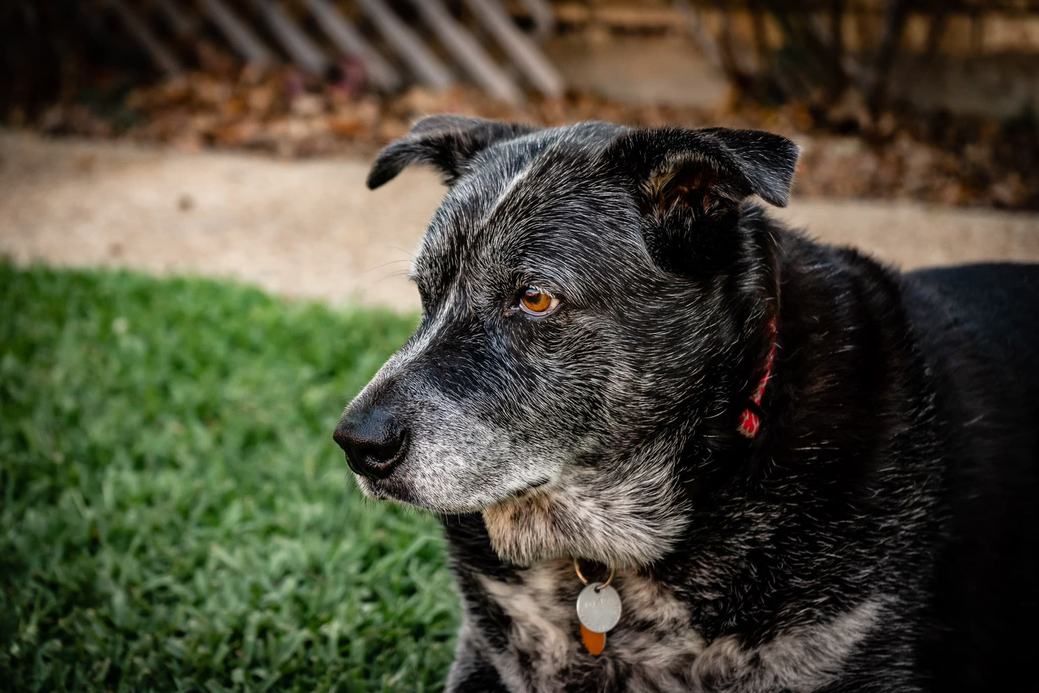 Our beloved dog, Winston, relaxes in the yard on a Spring day. Yesterday, we had to say goodbye to him after almost 10 years of love and companionship. I've written more about our life with Winston here.