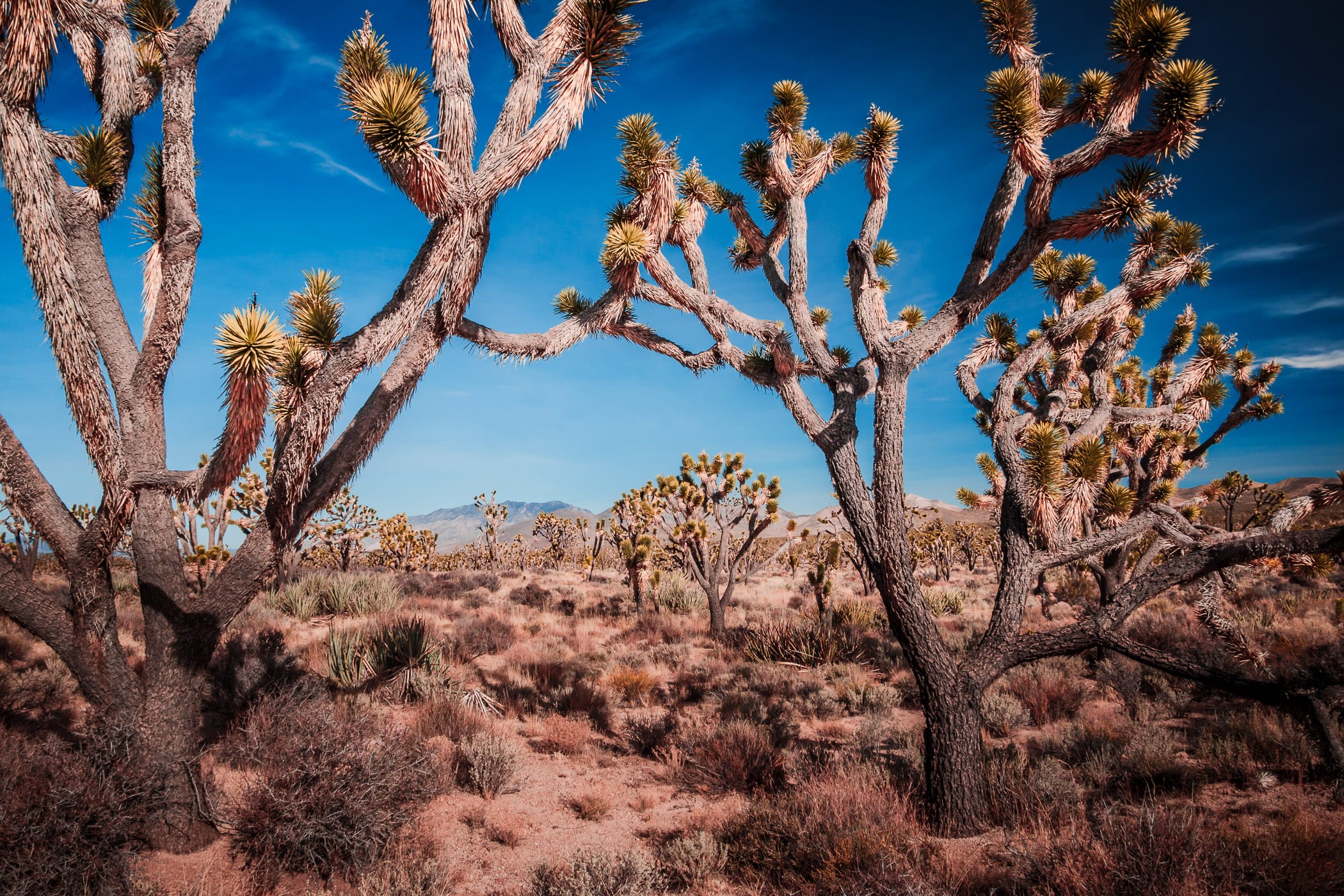 Joshua trees grow in the desert of California's Mojave National Preserve.