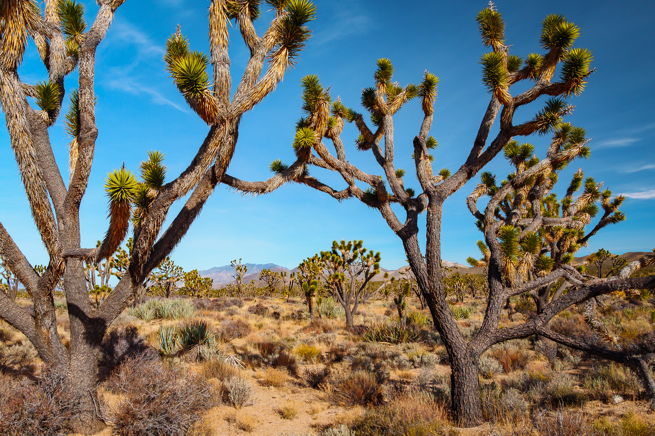 Joshua trees grow in the desert of California's Mojave National Preserve.
