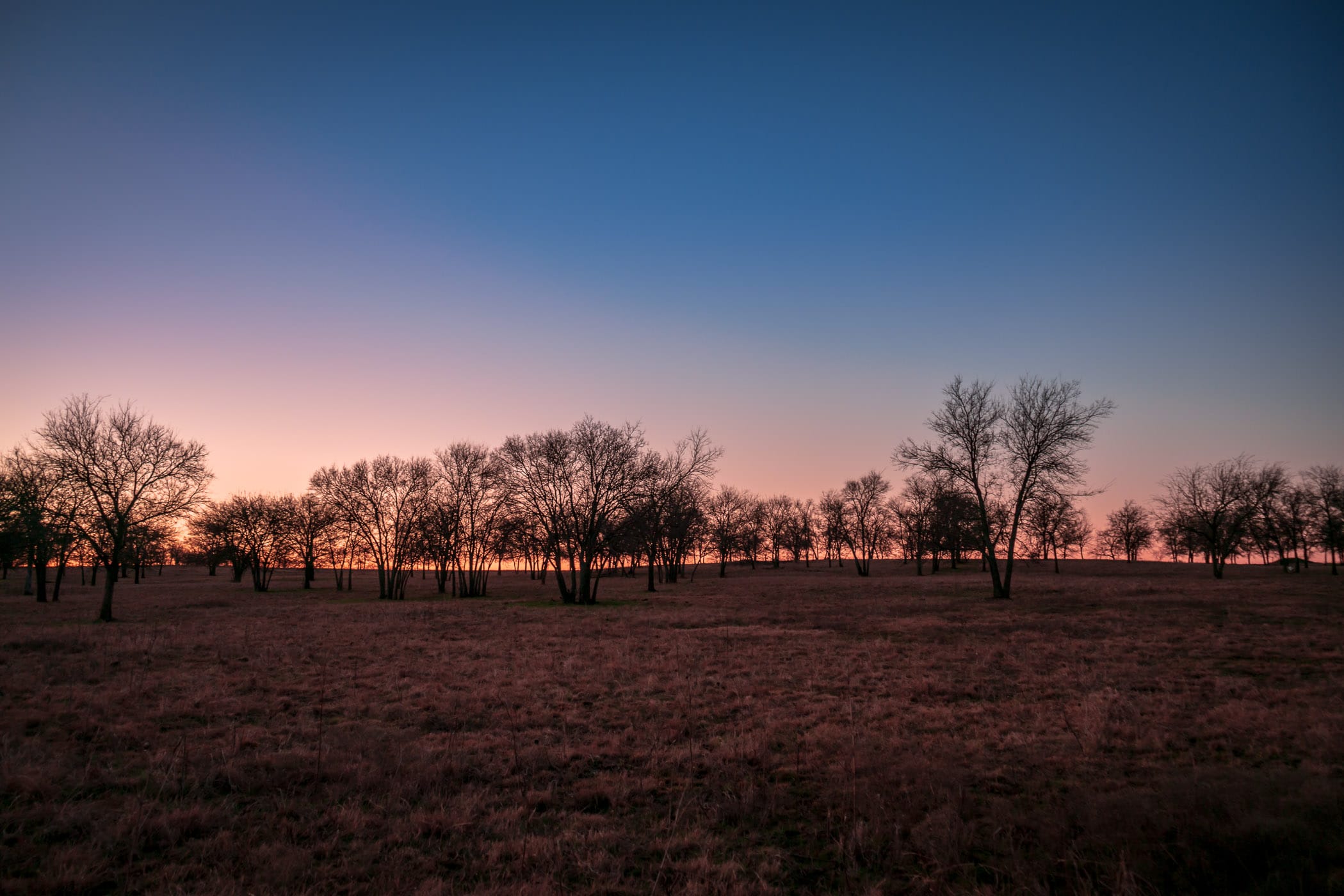 Trees in a field near Sherman, Texas, greet the dawn.