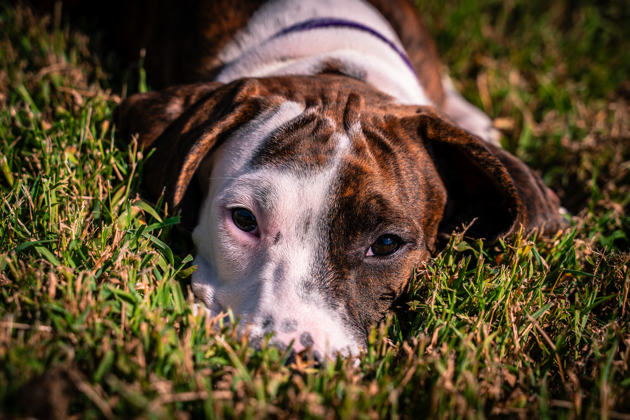 The newest member of our family, Etta, lies in the summer sun.