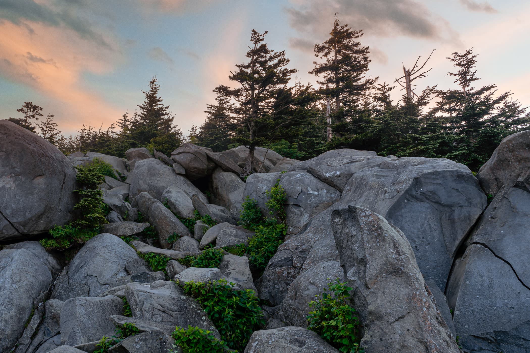 The sun begins to rise on rocks and trees near the summit of the Great Smoky Mountains National Park's Clingmans Dome.