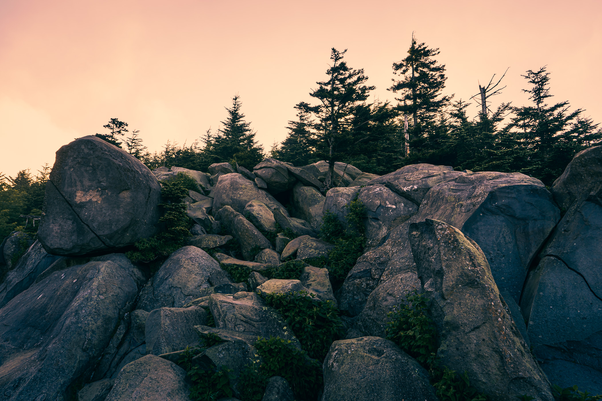 The sun begins to rise on rocks and trees near the summit of the Great Smoky Mountains National Park's Clingmans Dome.