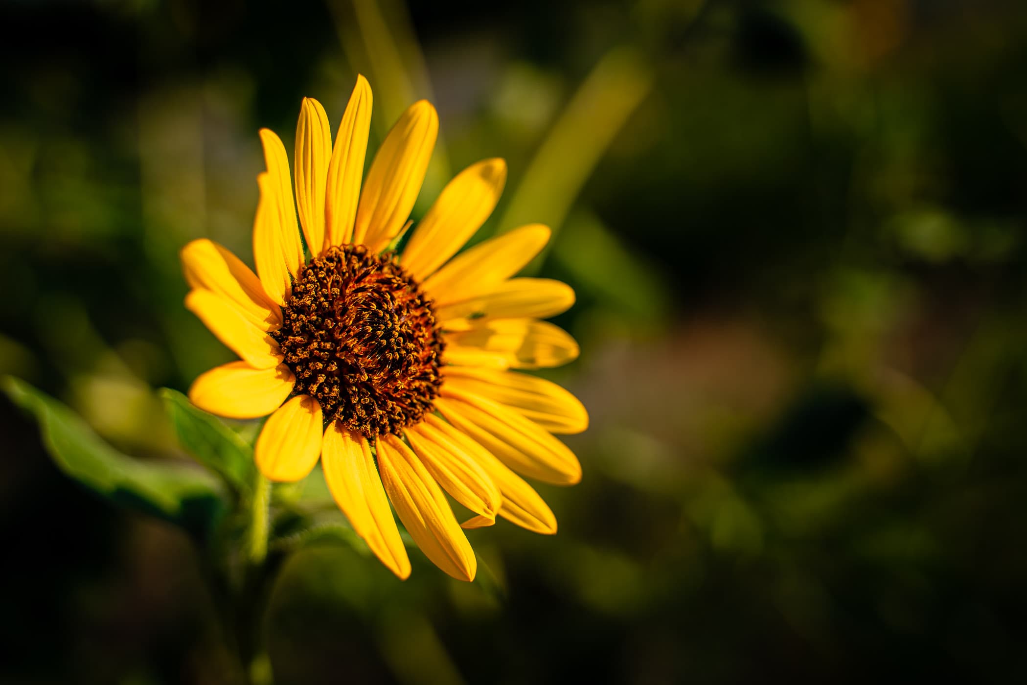 A sunflower spotted in a field near McKinney, Texas.