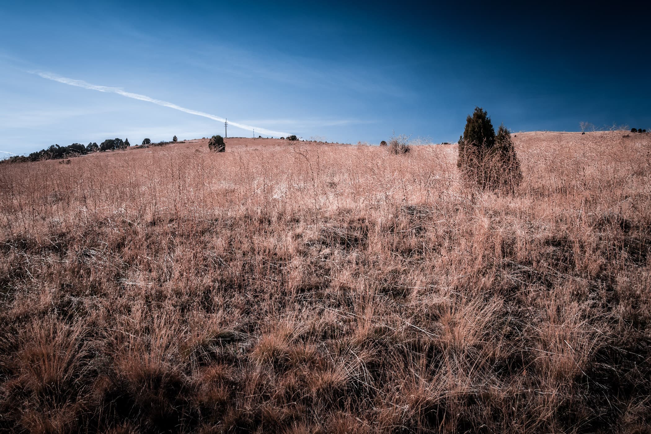 Tall grass grows on top of a hill on the outskirts of Pocatello, Idaho.