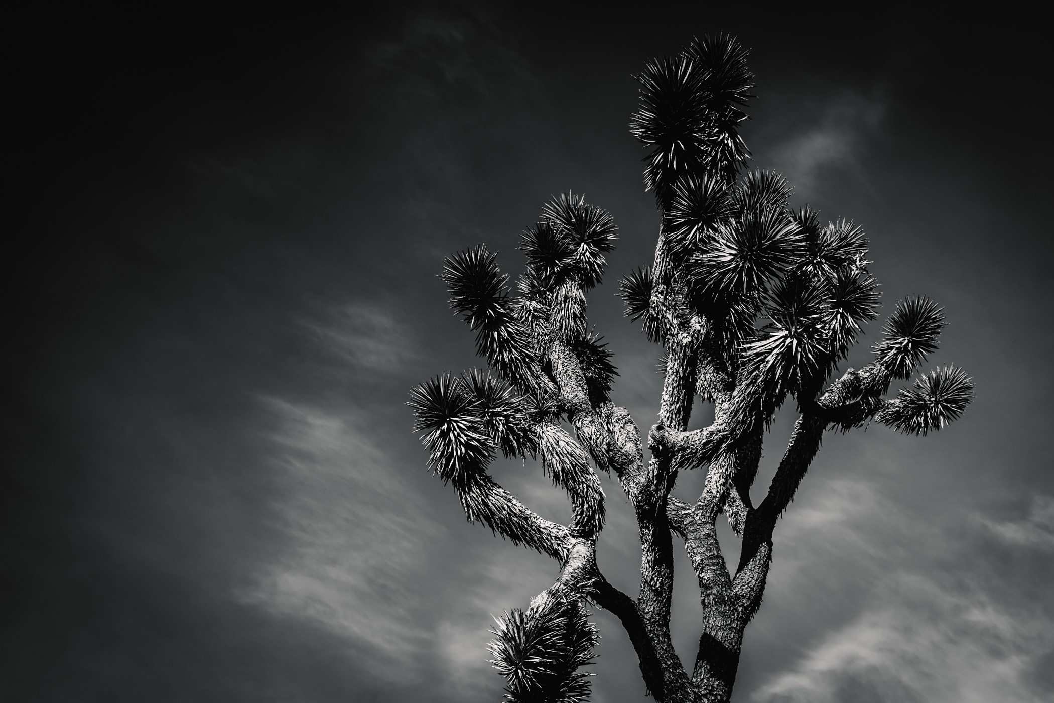 A Joshua Tree grows into the sky at Mojave National Preserve, California.