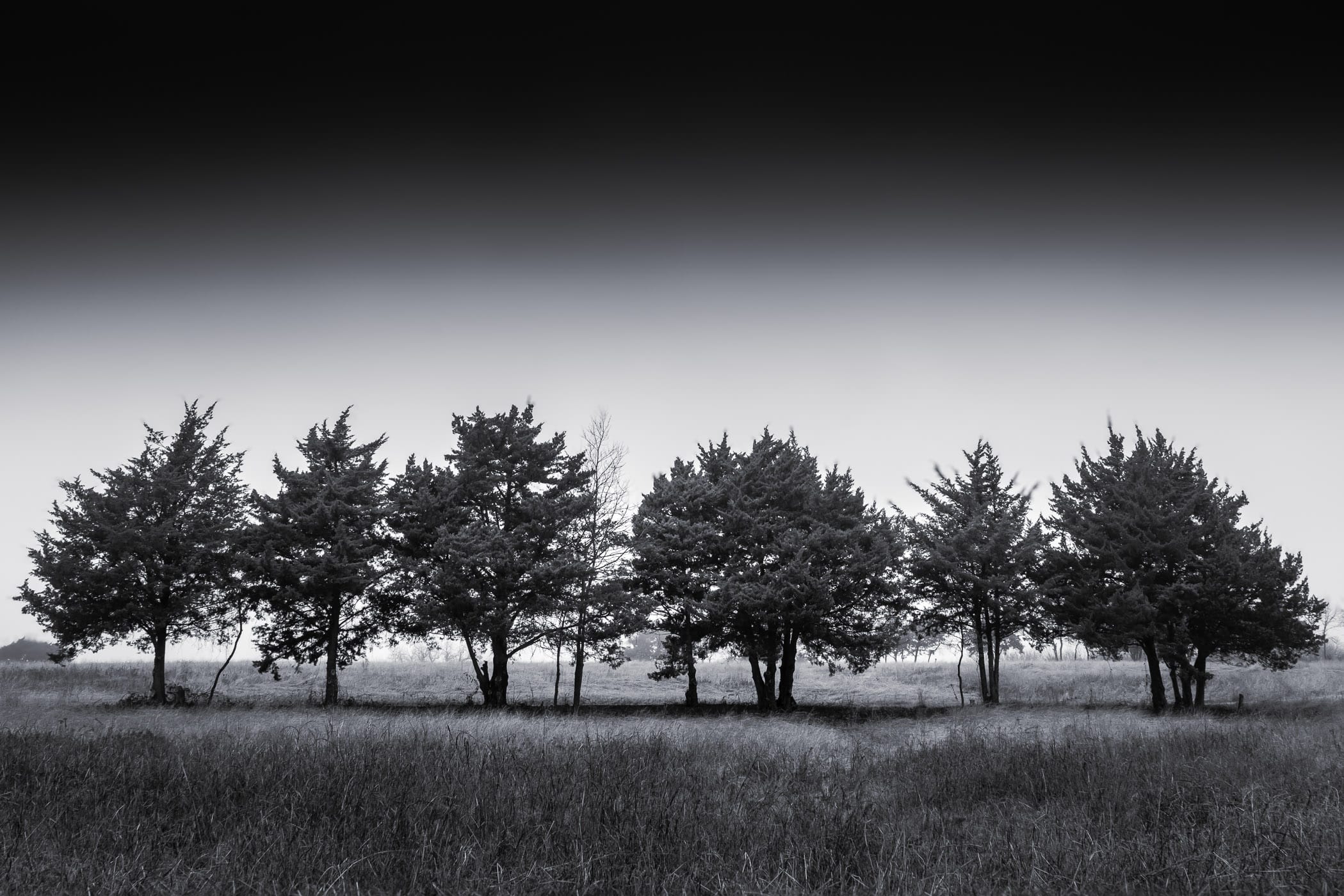 Trees in a field at McKinney, Texas' Erwin Park.