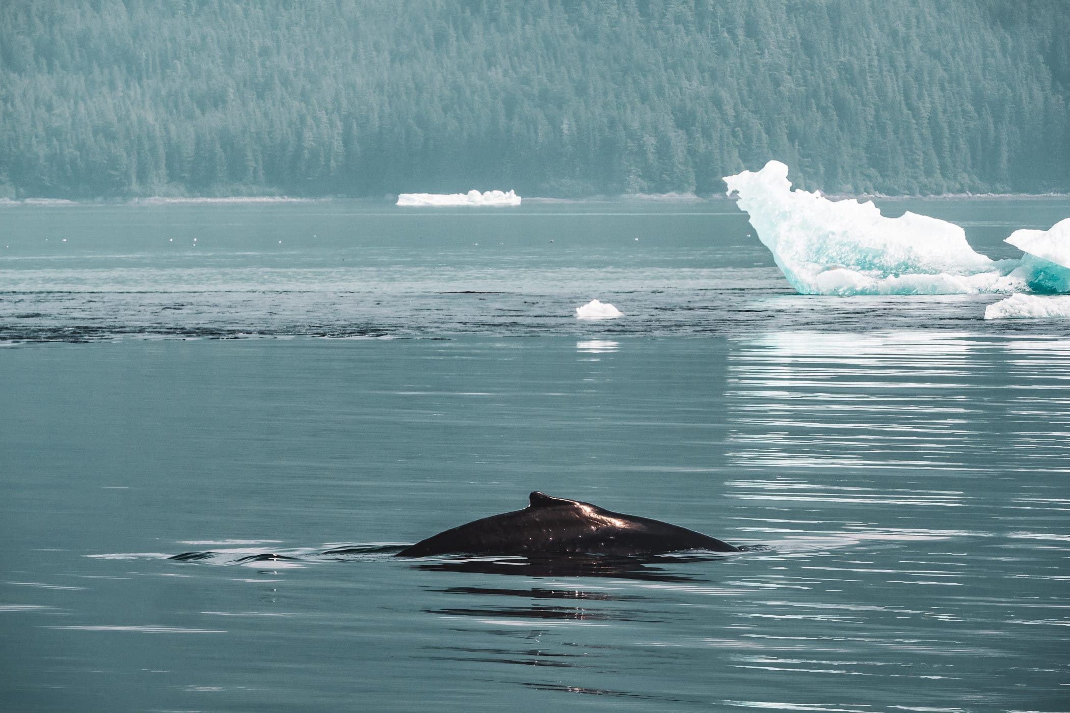 A humpback whale breaches the surface of Alaska's Stephens Passage south of Juneau.