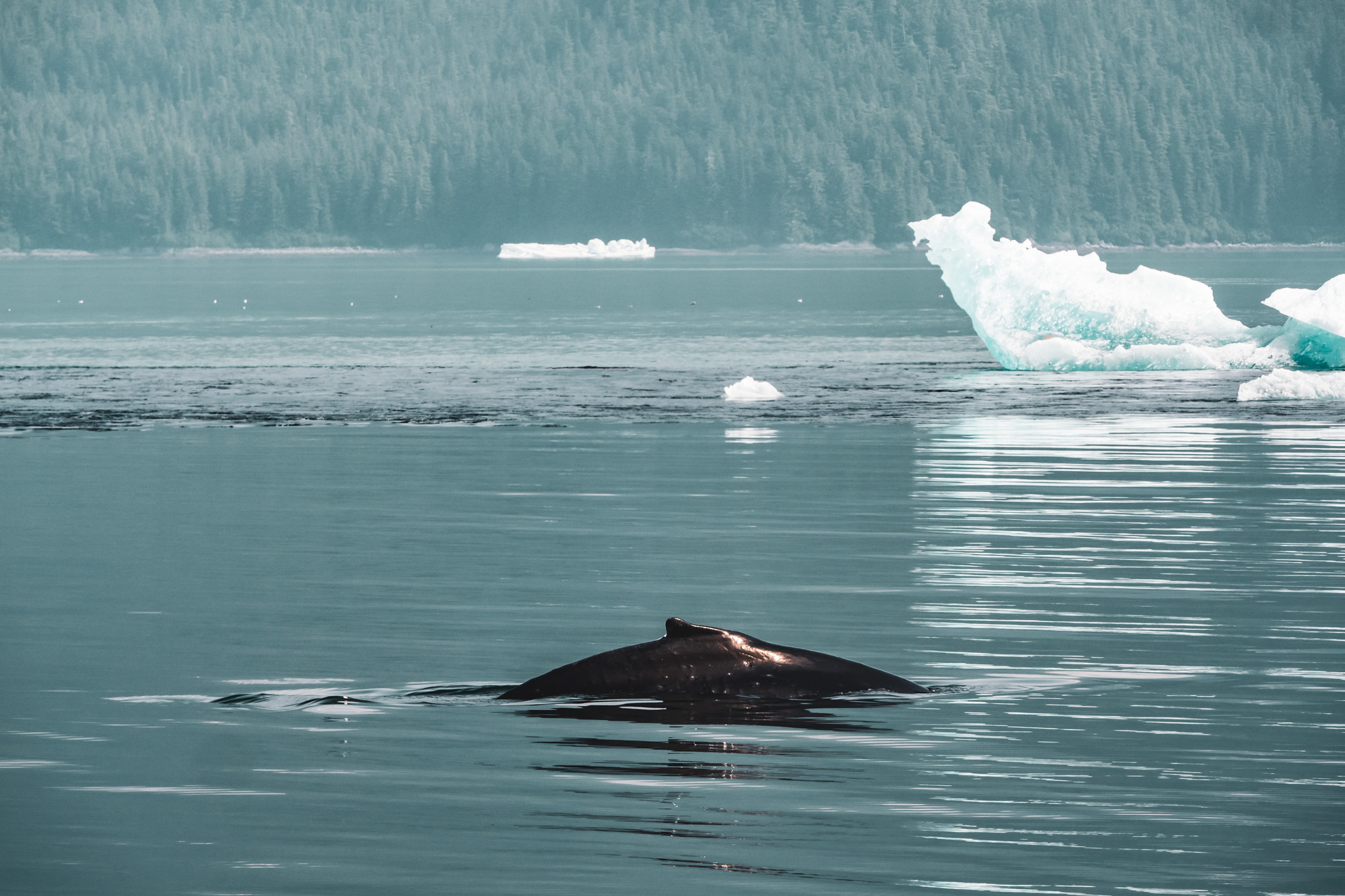 A humpback whale breaches the surface of Alaska's Stephens Passage south of Juneau.