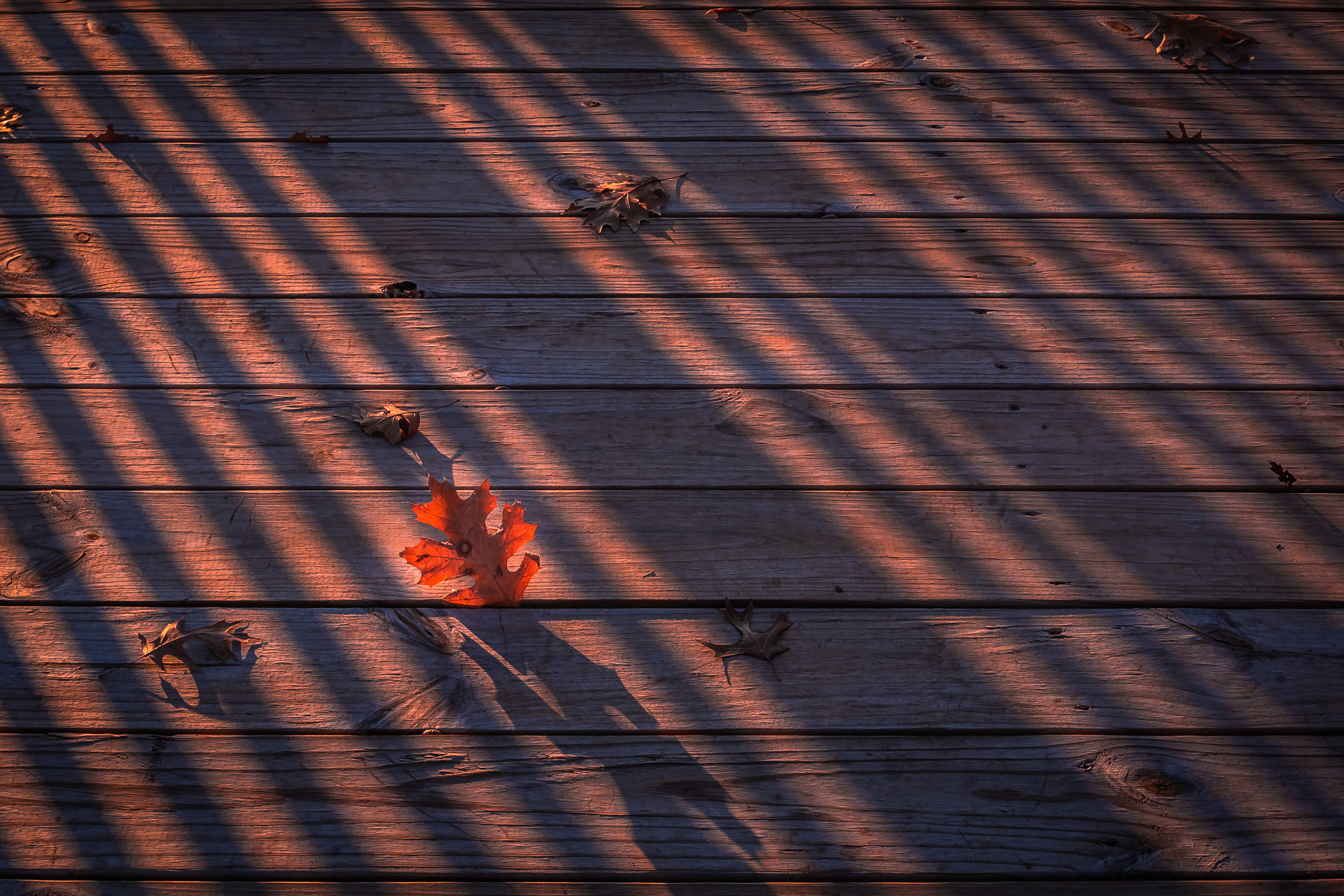 A leaf caught in a wooden boardwalk catches the last light of the day at Addison Circle Park, Addison, Texas.