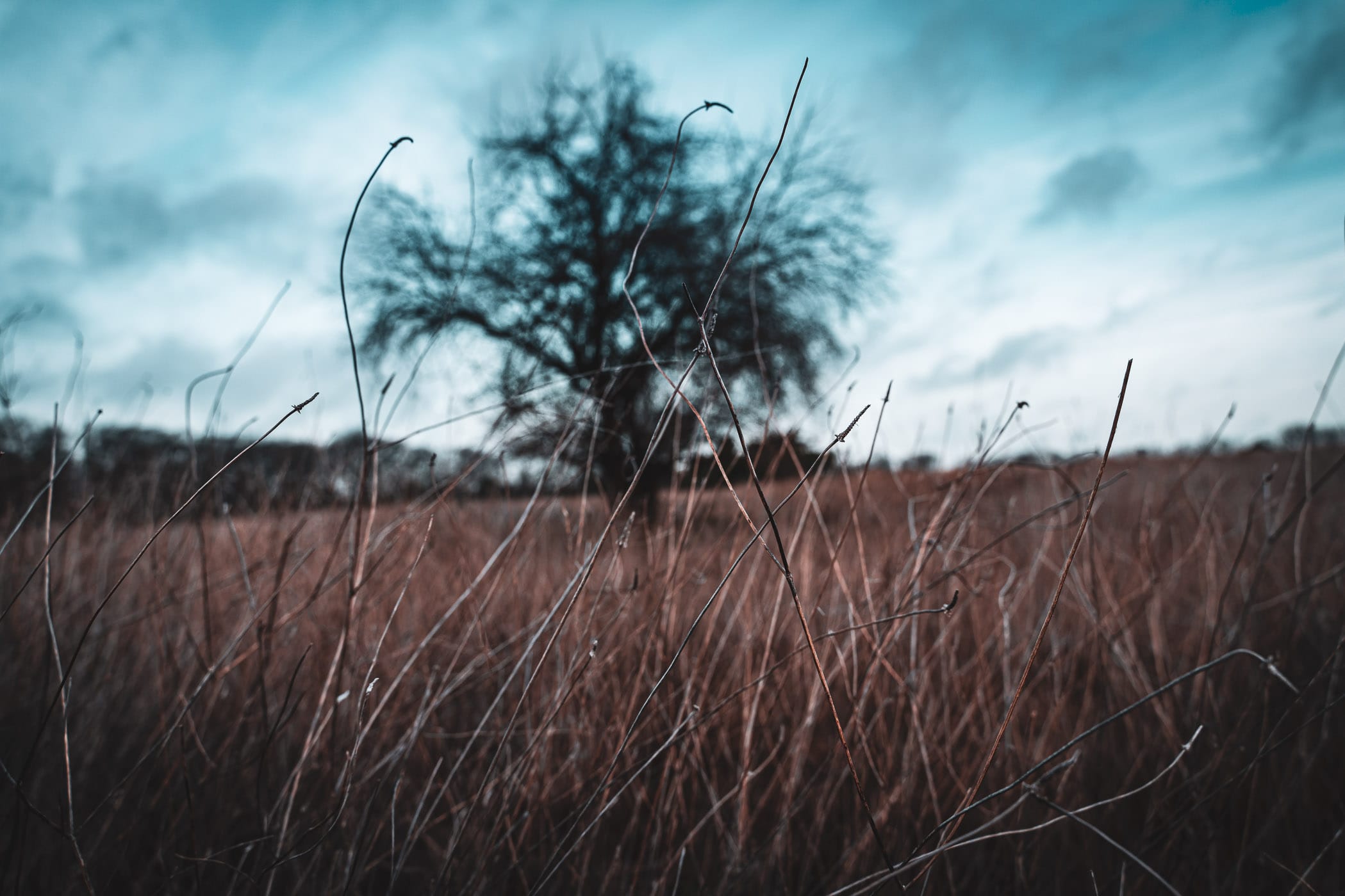 Tall grass withers in the cold at McKinney, Texas' Erwin Park.