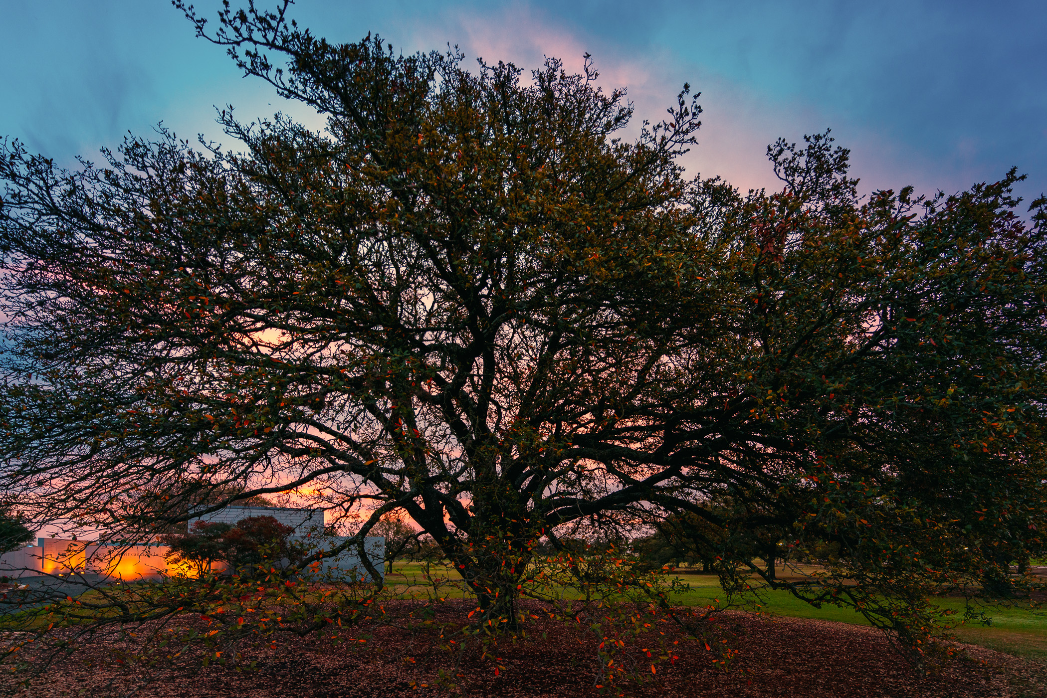 The first light of day falls on a tree at Texas A&M University.