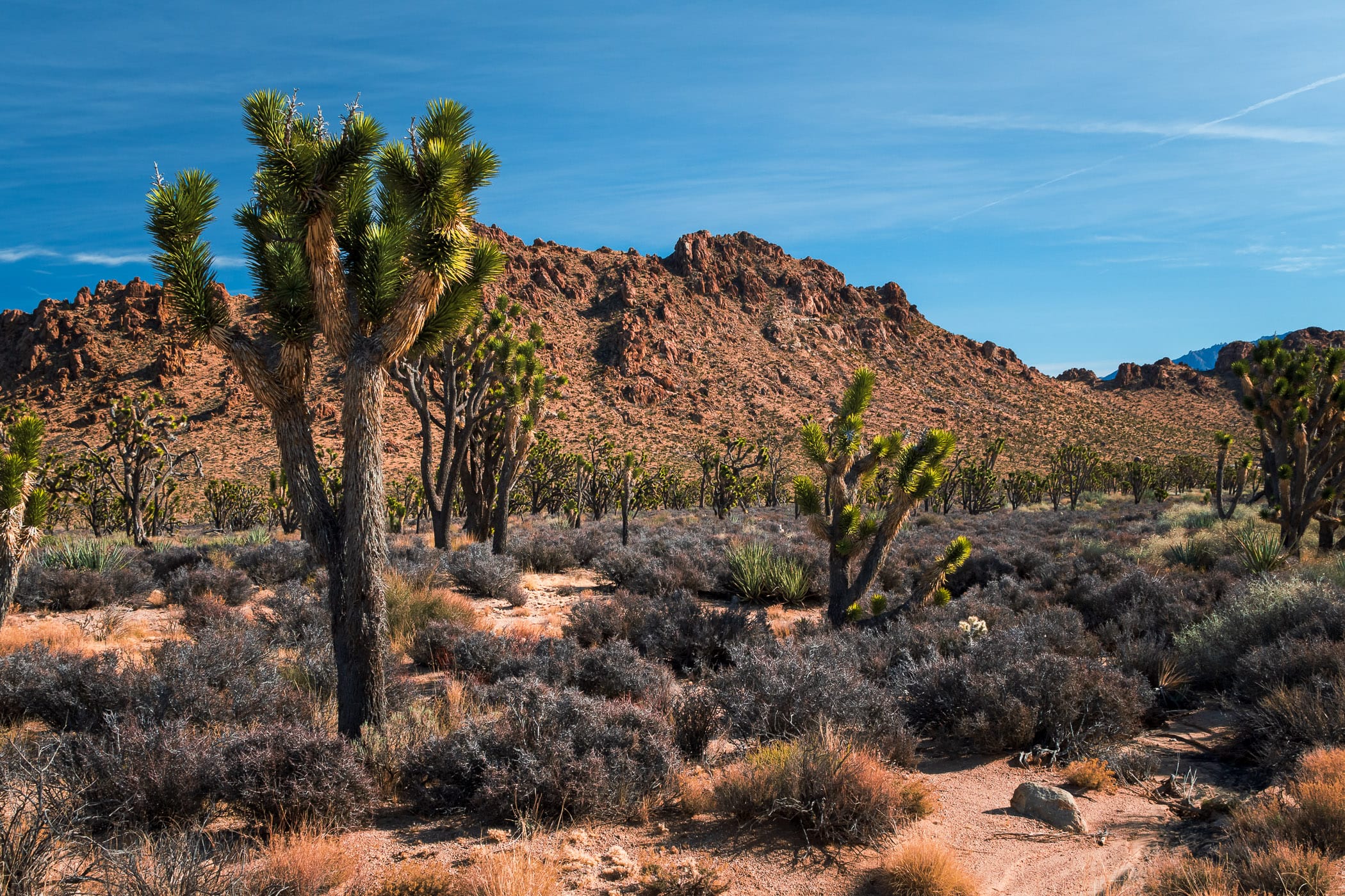 Joshua trees grow in the arid landscape of California's Mojave National Preserve.