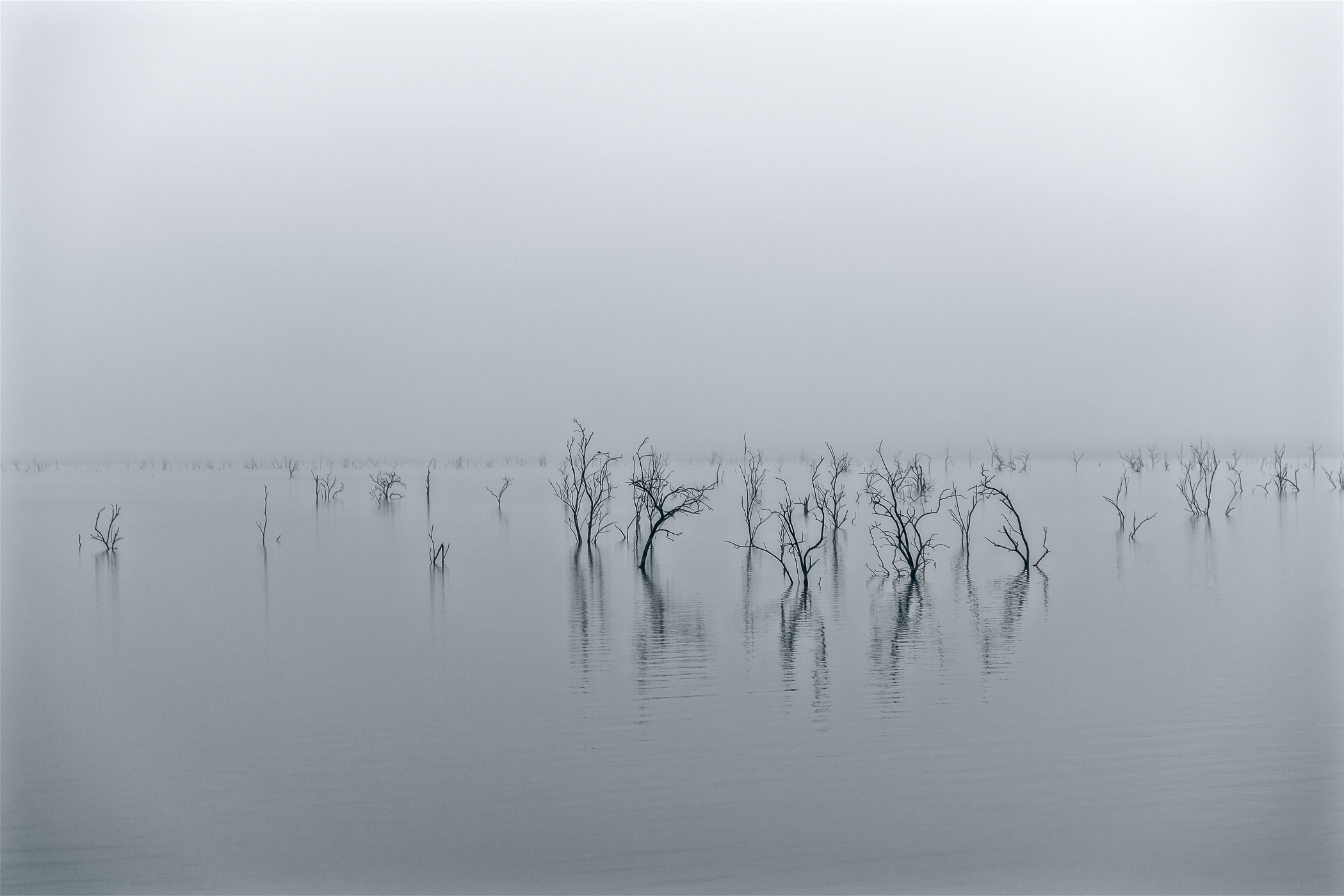 Trees reach out of North Texas' Lake Lavon on a foggy, overcast morning.