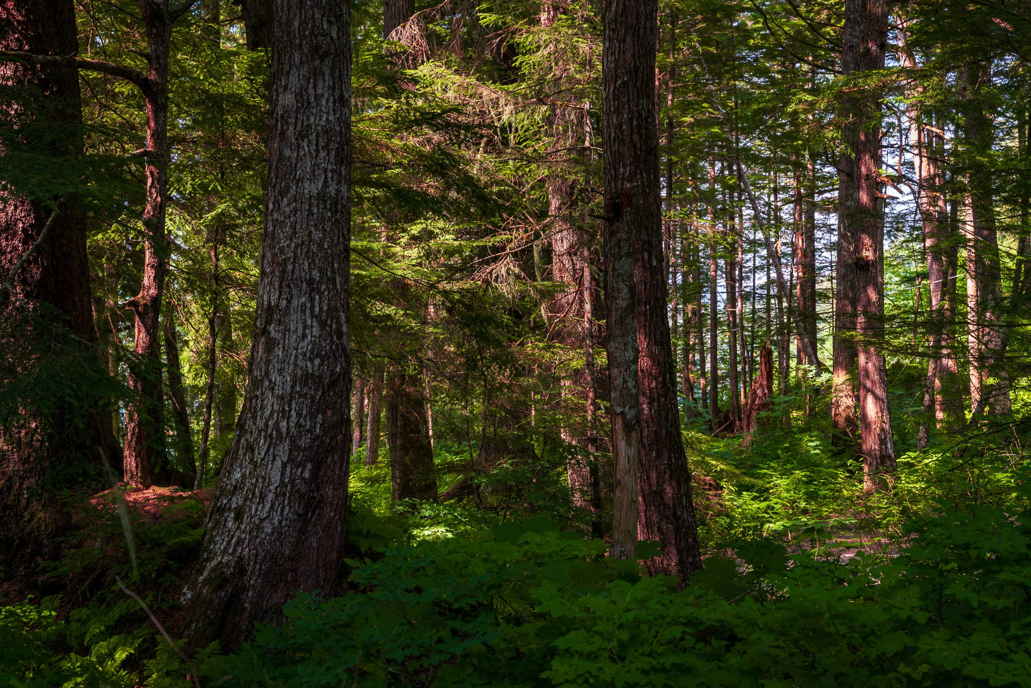 Old trees grow in a forest near Juneau, Alaska.