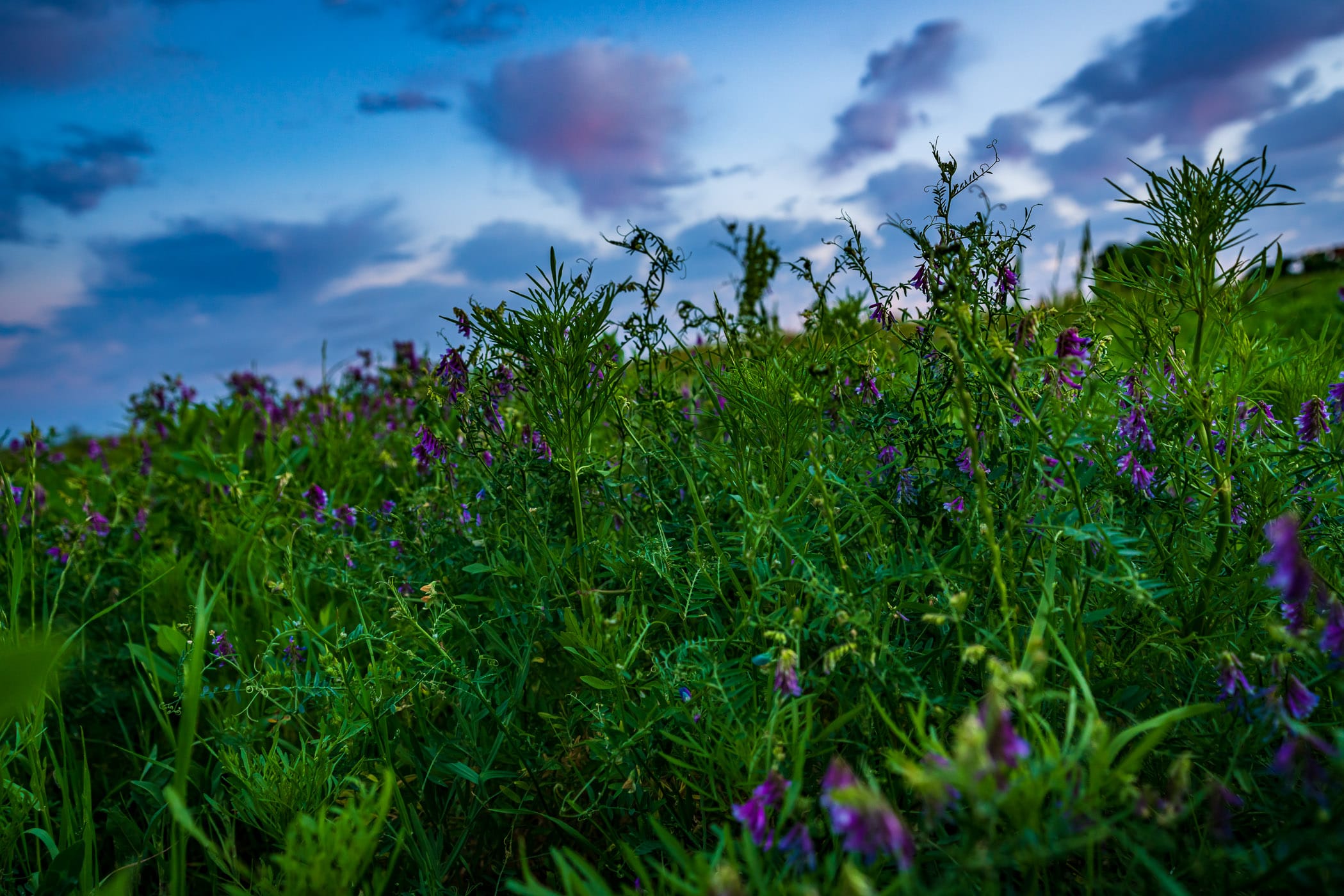 Flowers in a field at North Texas' Hagerman National Wildlife Refuge.