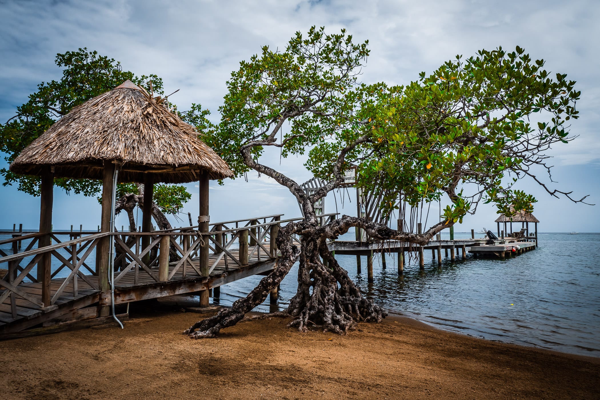 Mangrove trees grow alongside a pier on a Roatan, Honduras, beach.