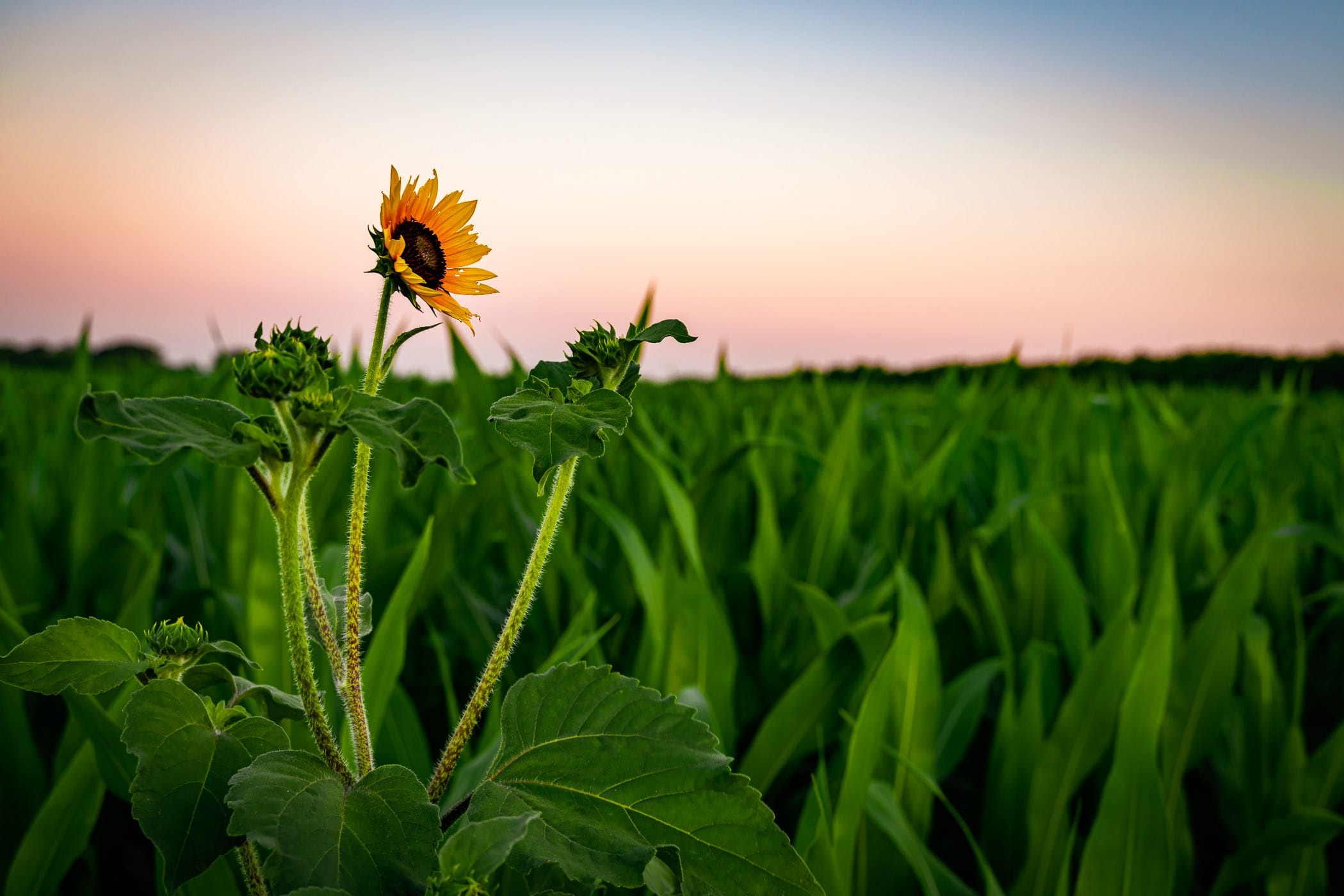 A sunflower reaches into the morning sky in a field near McKinney, Texas.