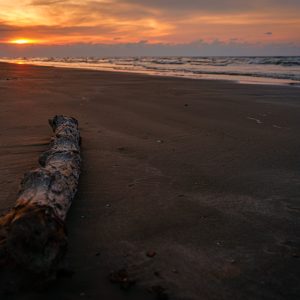 Beach Branch