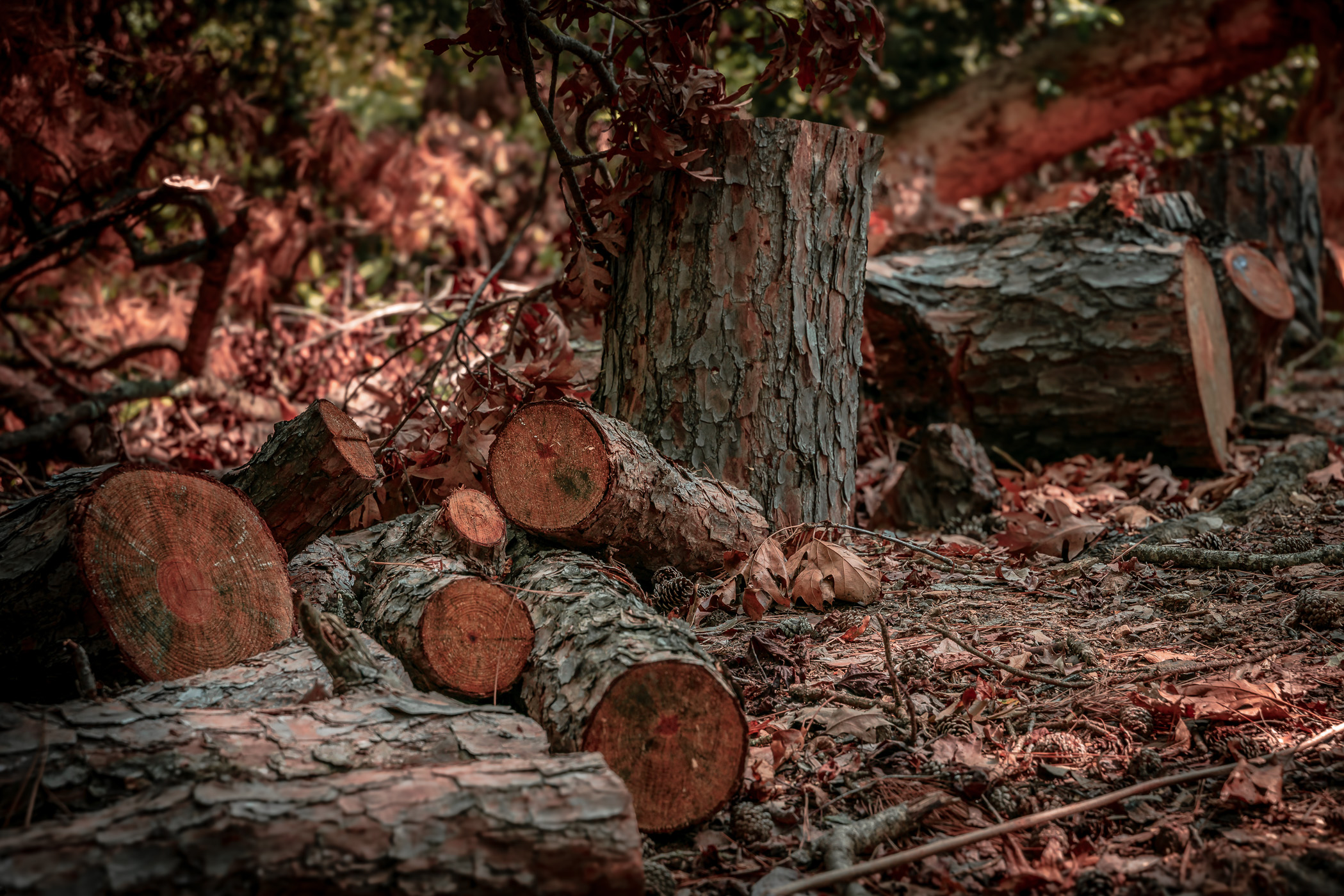 Remnants of a felled tree at East Texas' Lake Bob Sandlin State Park.