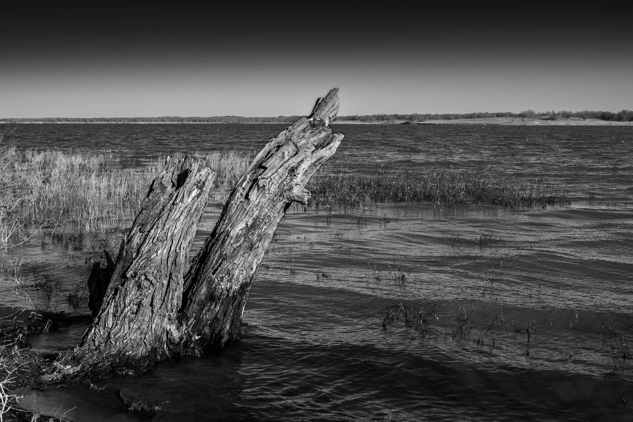 A tree stump emerges from the waters of the Big Mineral Arm of Lake Texoma at the Hagerman National Wildlife Refuge, Texas.