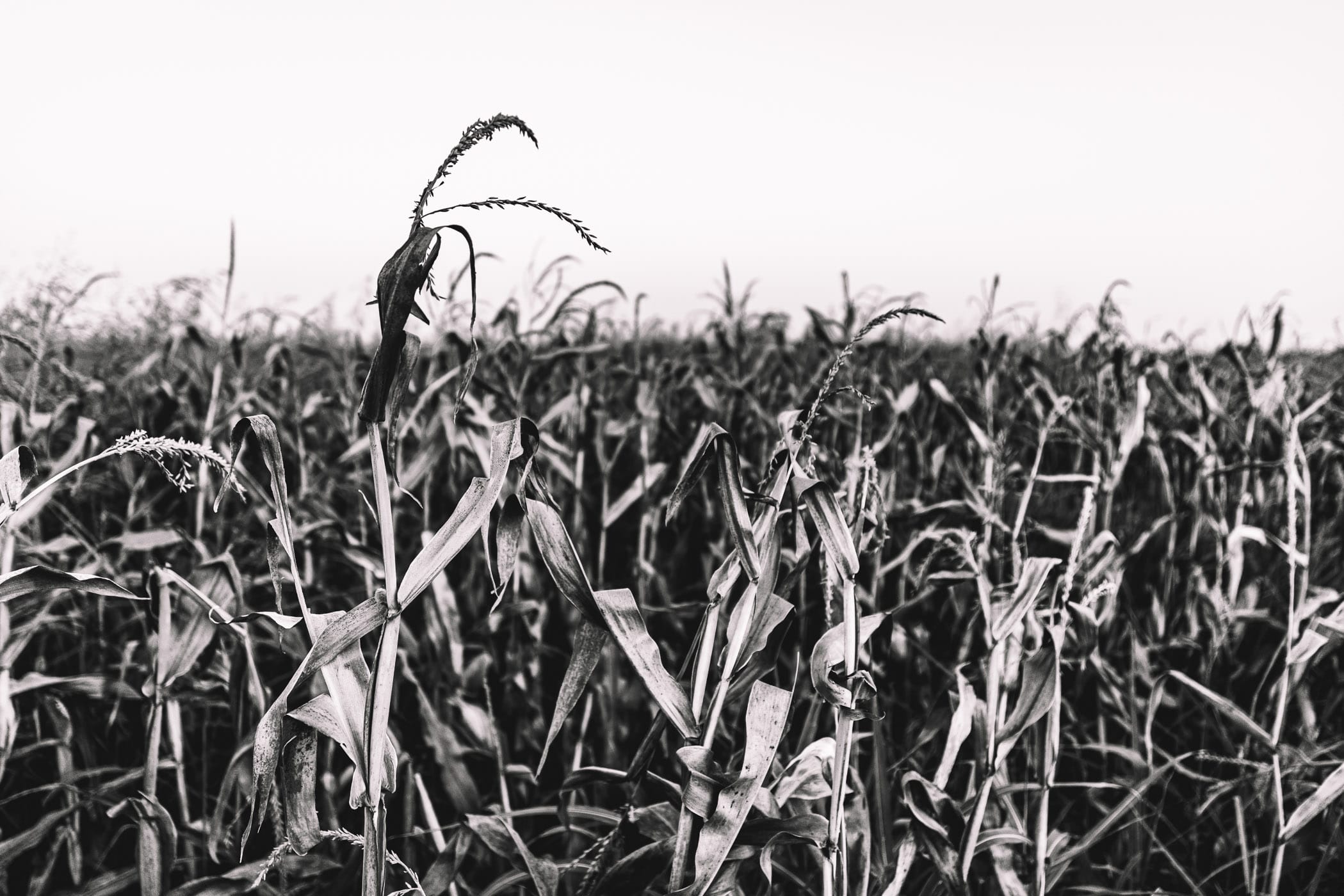 Desiccated cornstalks in a farm field near McKinney, Texas.