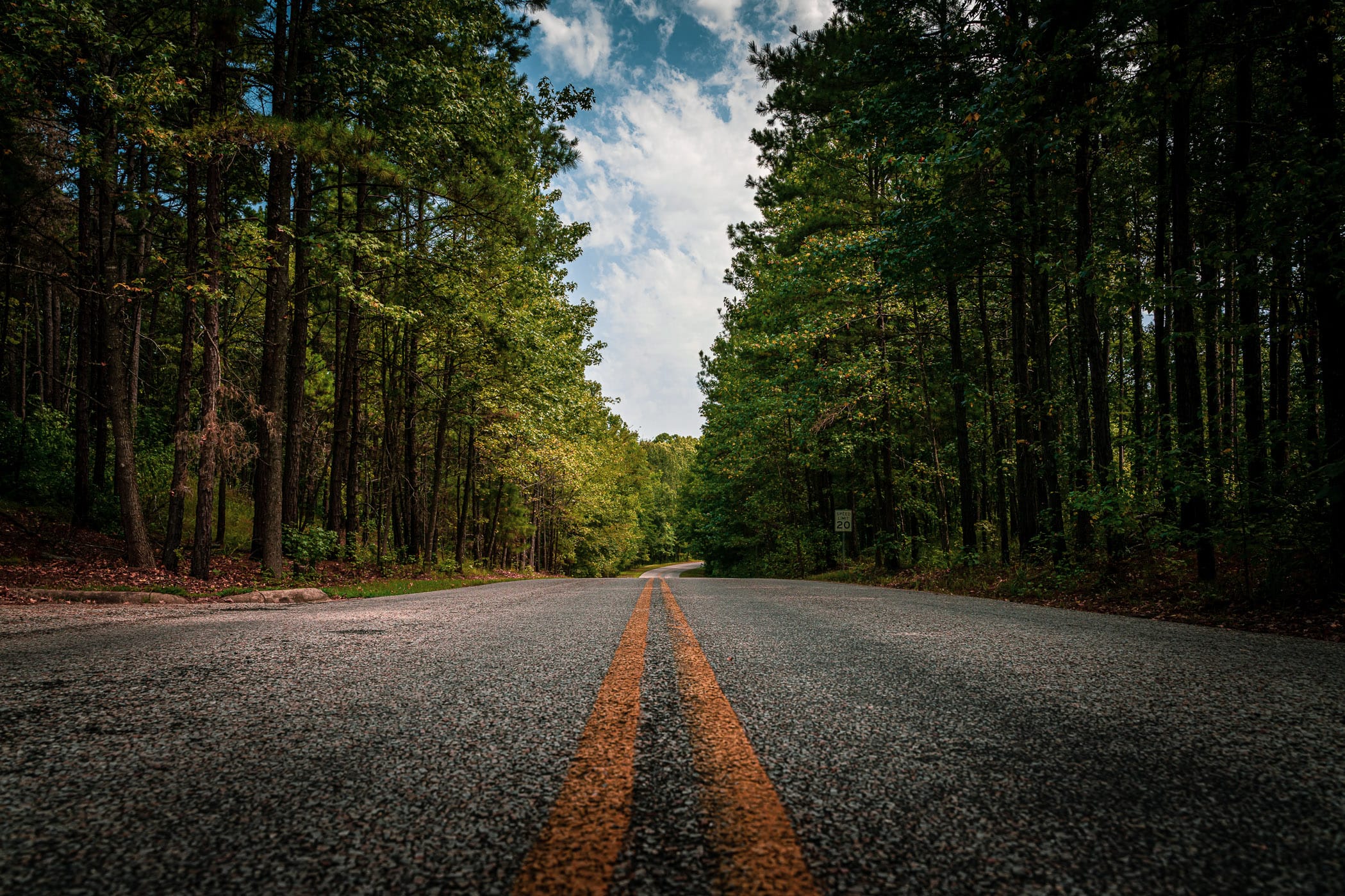 A road through the piney forest of East Texas' Lake Bob Sandlin State Park.