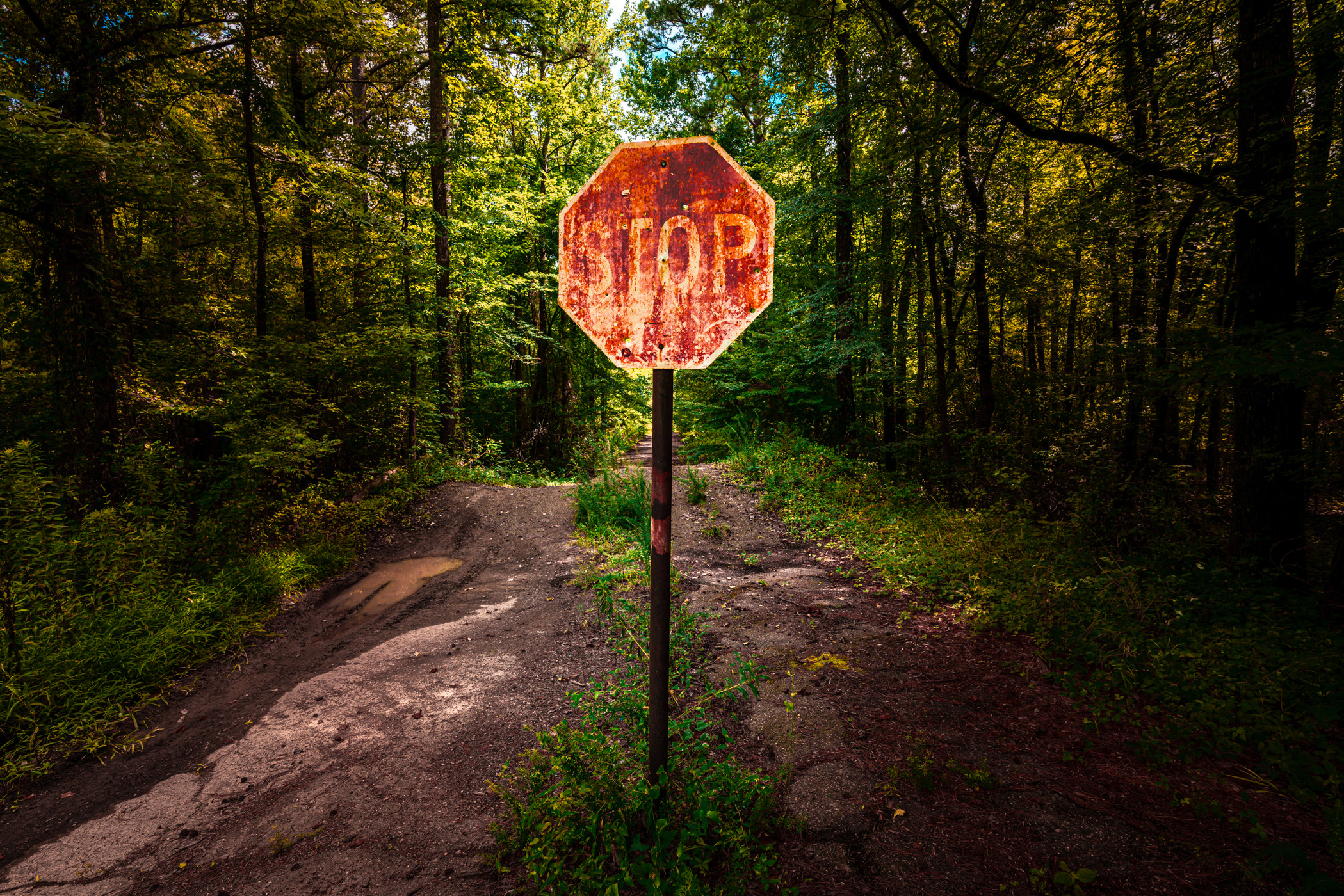 A forgotten stop sign in the forest at Arkansas' Star of the West Public Use Area along the shore of Lake Greeson.