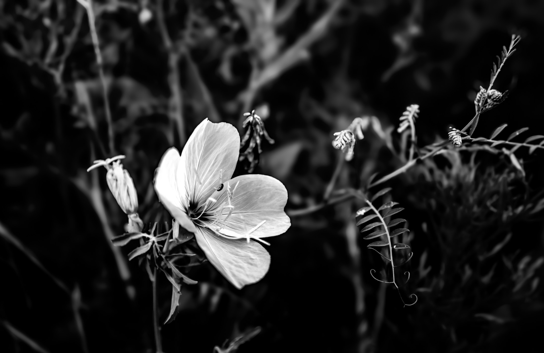 An insect crawls on a flower at North Texas' Hagerman National Wildlife Refuge.