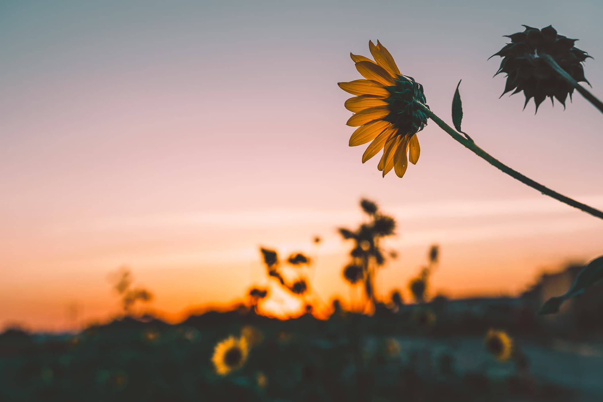 Sunflowers in the dying light of day in a McKinney, Texas, field.