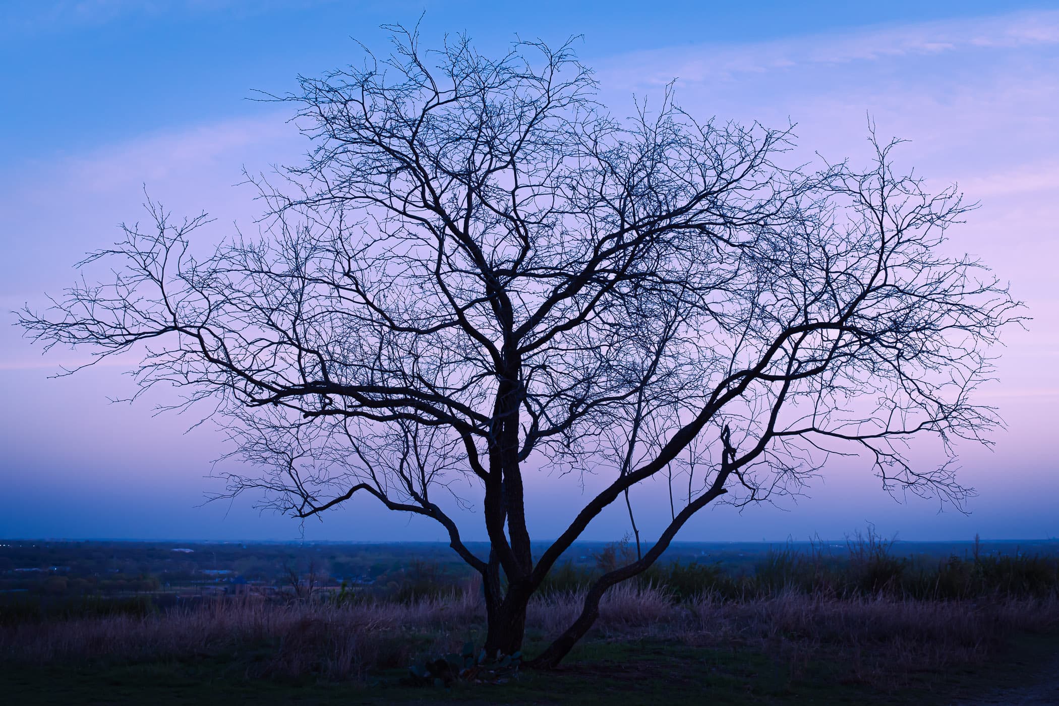A tree at Tandy Hills Natural Area in Fort Worth, Texas, is silhouetted by the first light of dawn.
