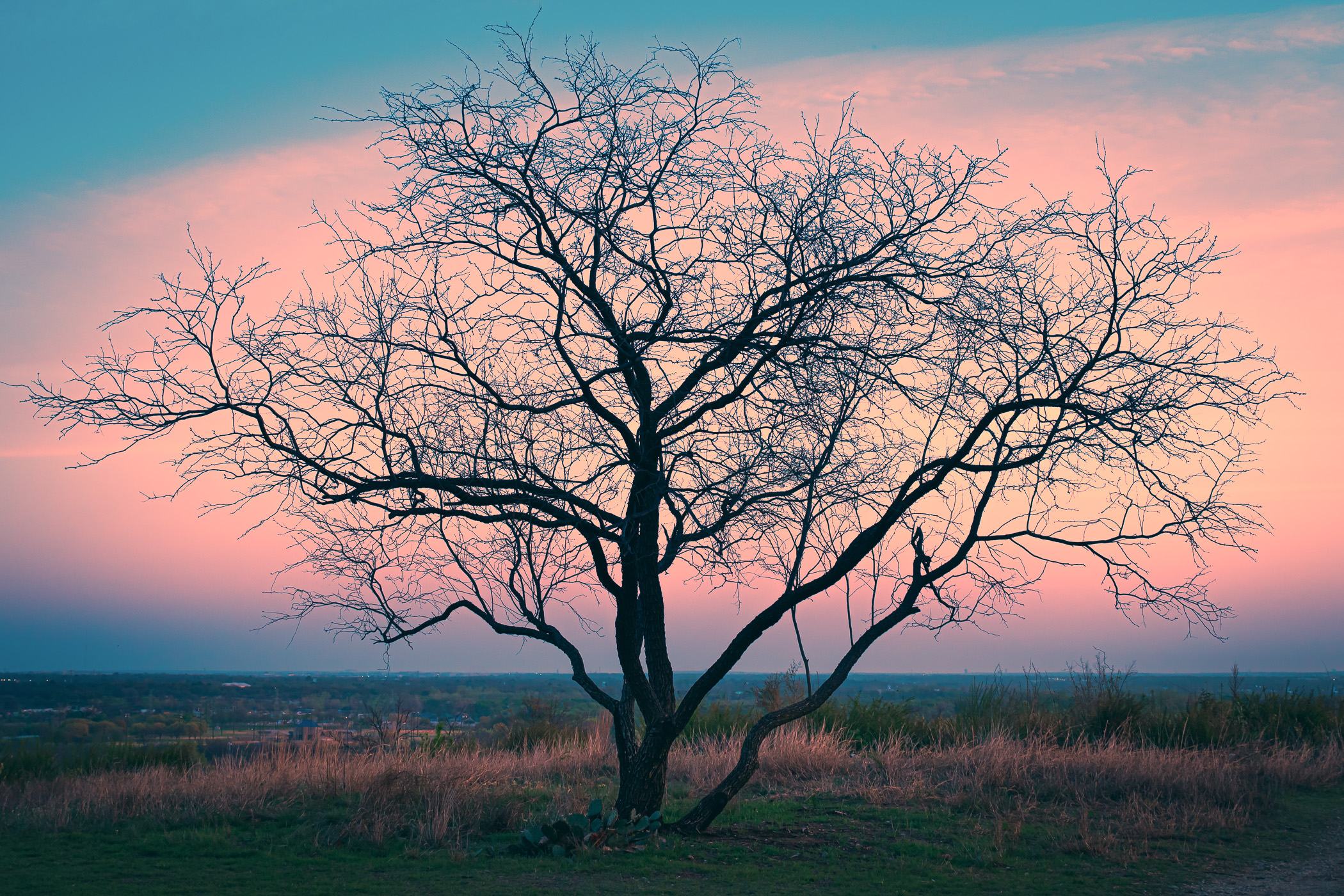 A tree at Tandy Hills Natural Area in Fort Worth, Texas, is silhouetted by the first light of dawn.