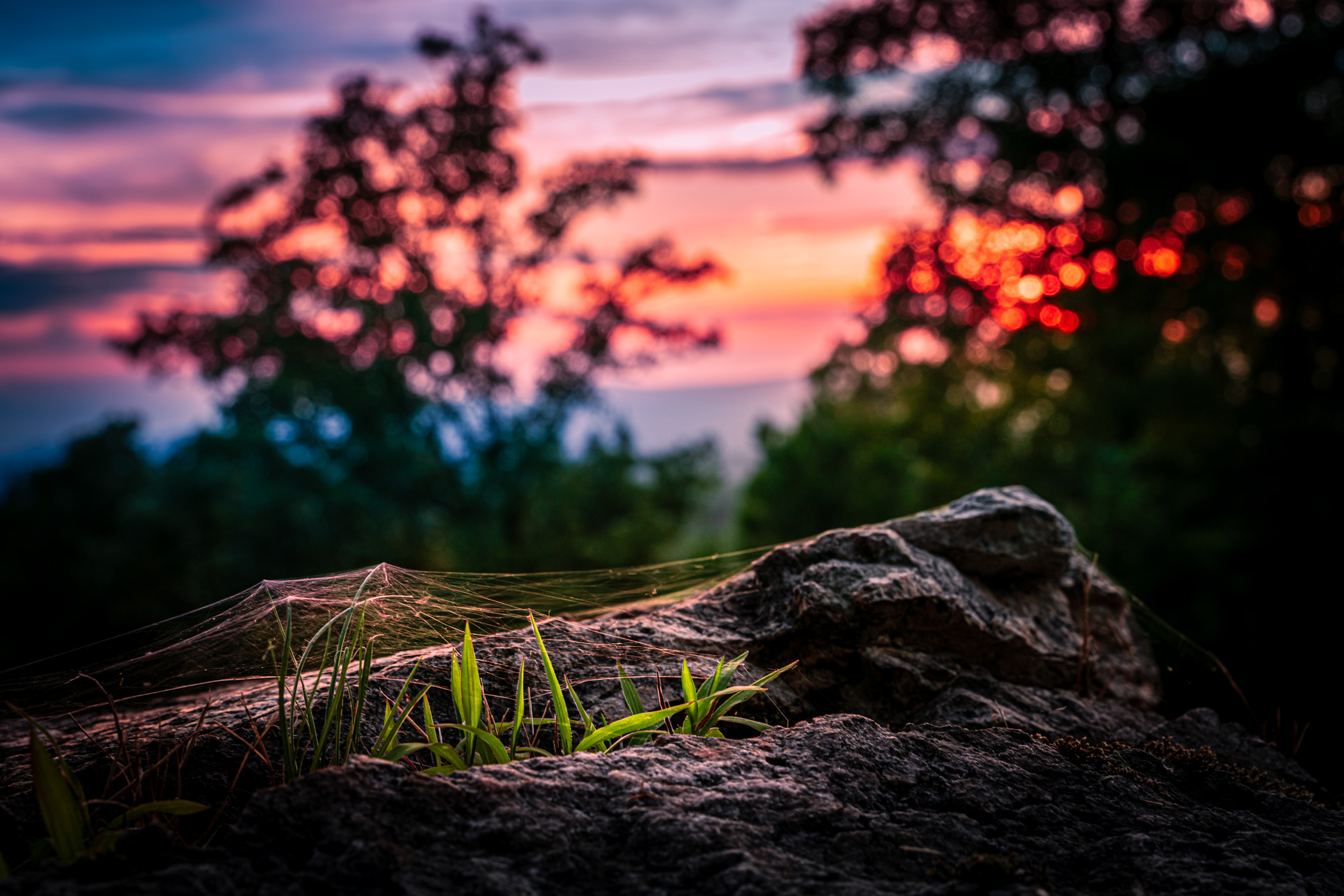 A spider web drapes over blades of grass growing in a crevice on a rock near Mena, Arkansas.