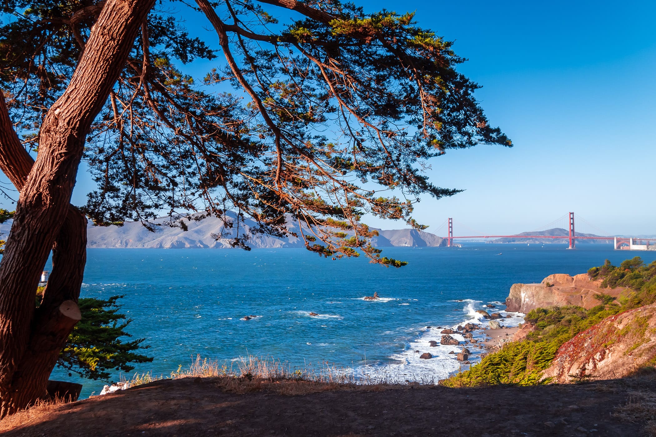 A tree at Lands End frames San Francisco's iconic Golden Gate Bridge.